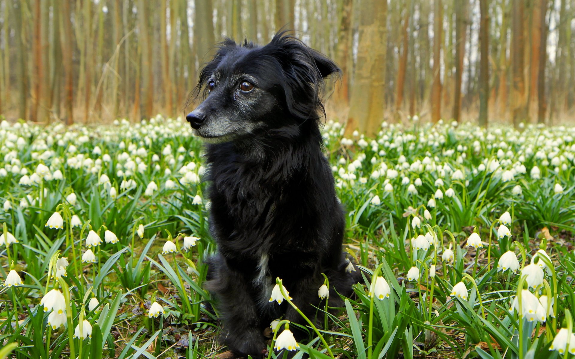 dog flower nature