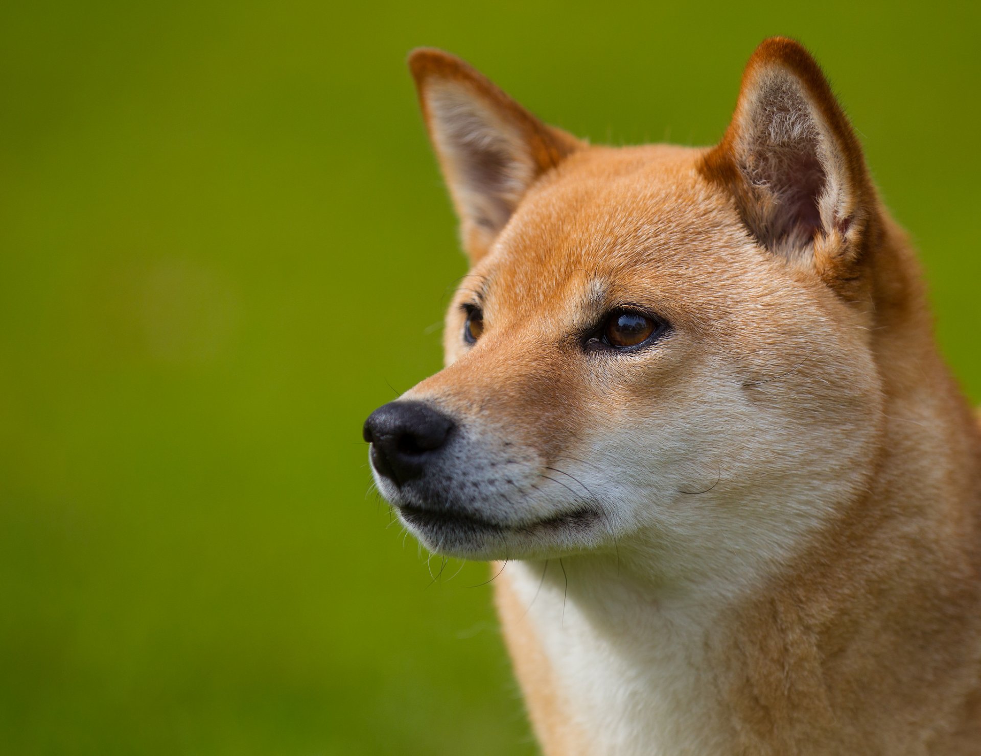 perro shiba inu pelirrojo cara mirada perfil amigo