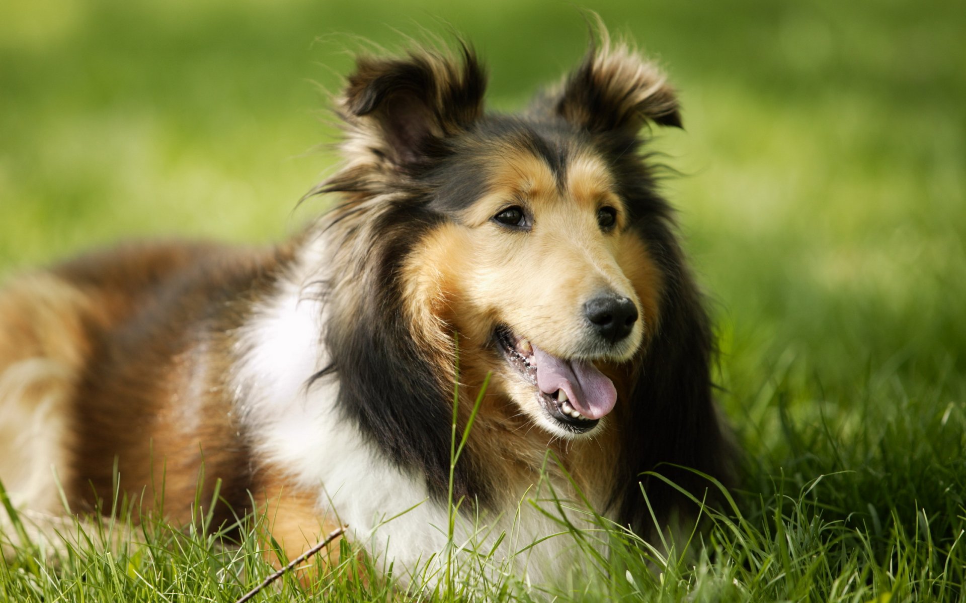 cane amico erba