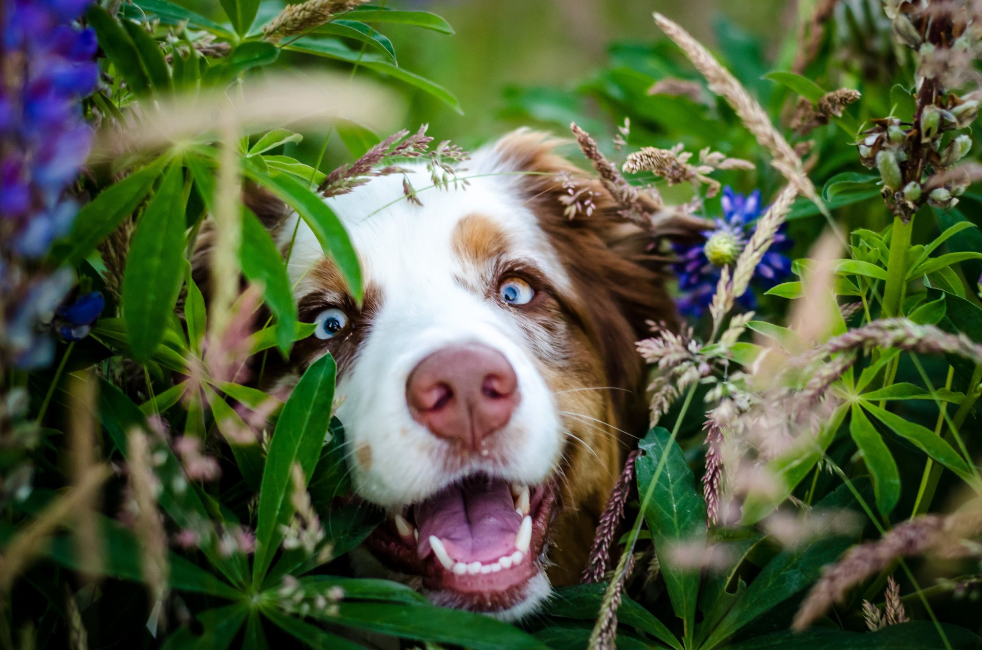 cane muso naso vista fiori foglie