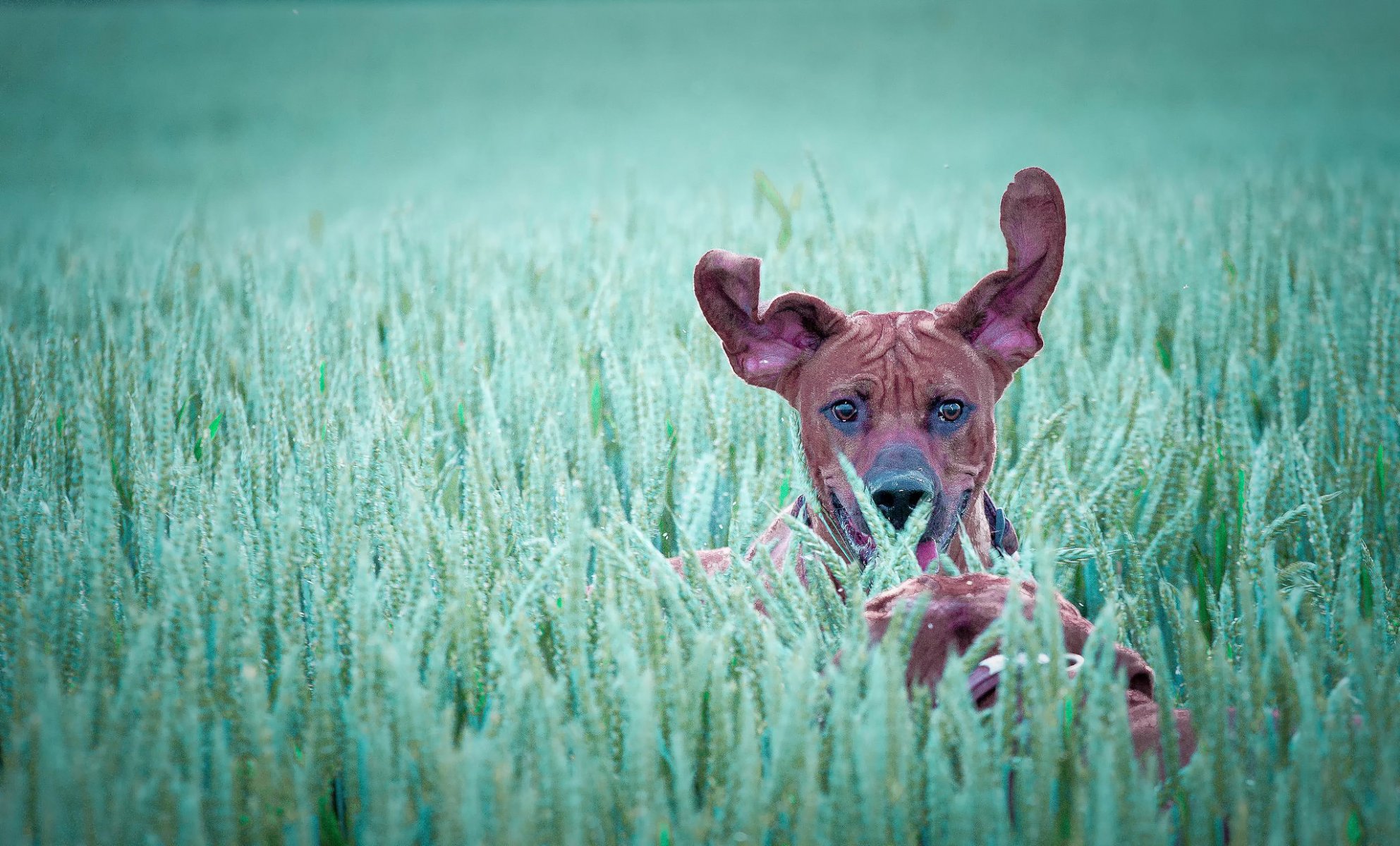 running ears dog in the field