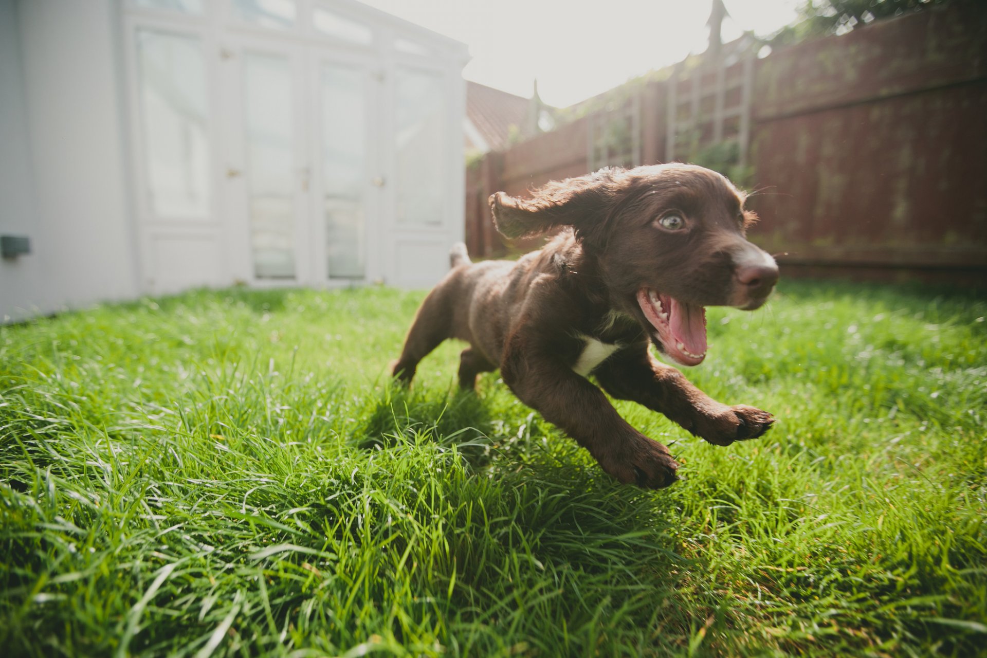 hund welpe laufen freude gras