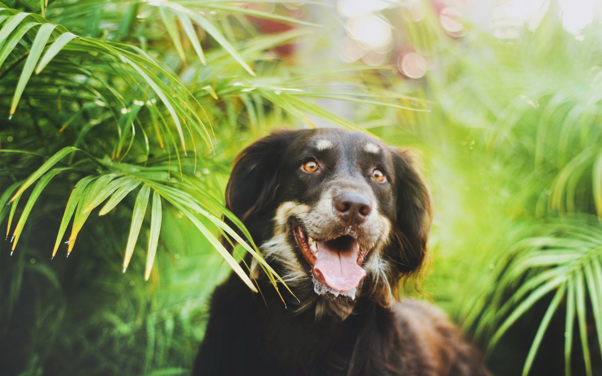 chien vue fond