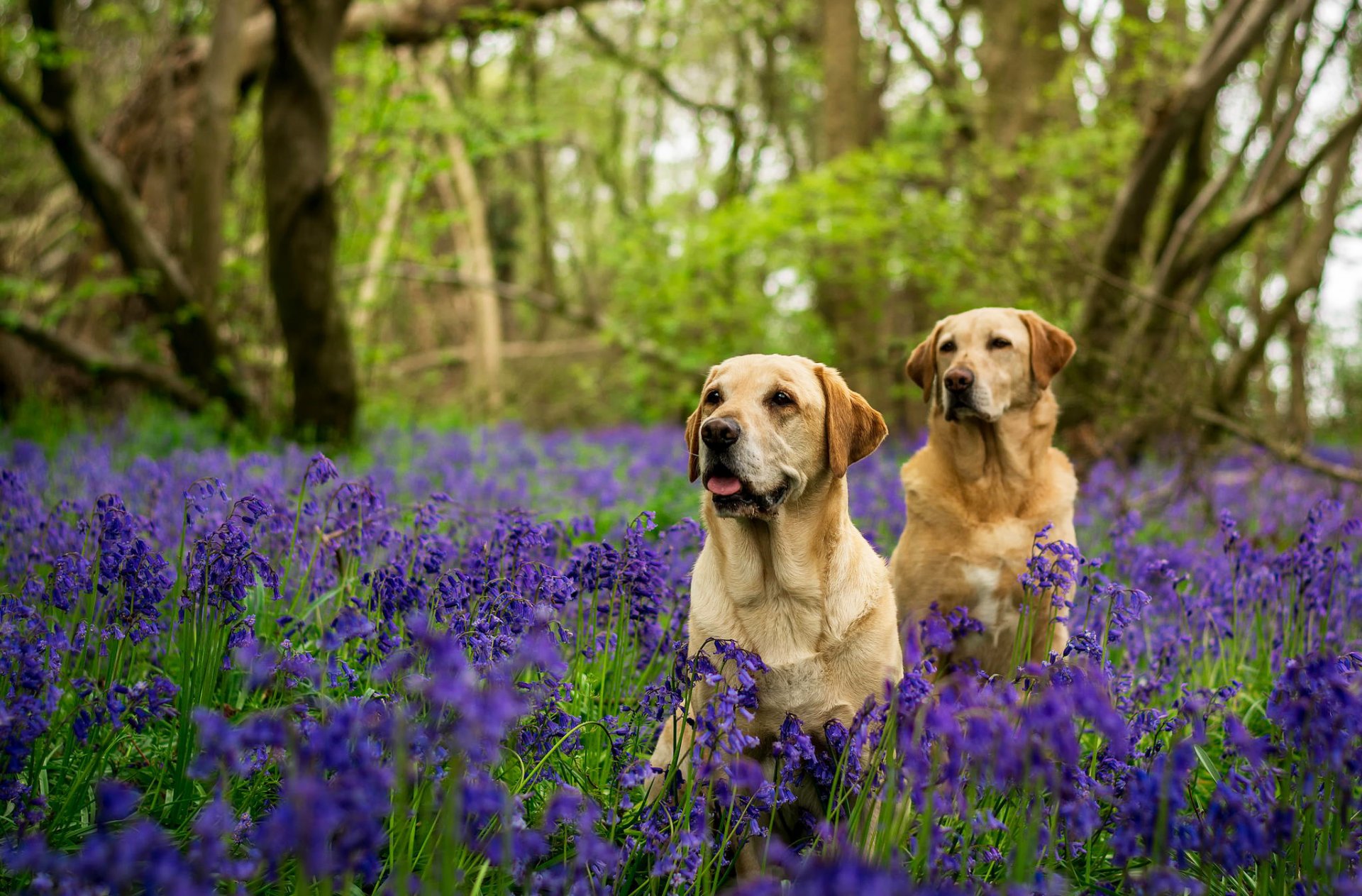 labradors chiens deux forêt arbres fleurs cloches