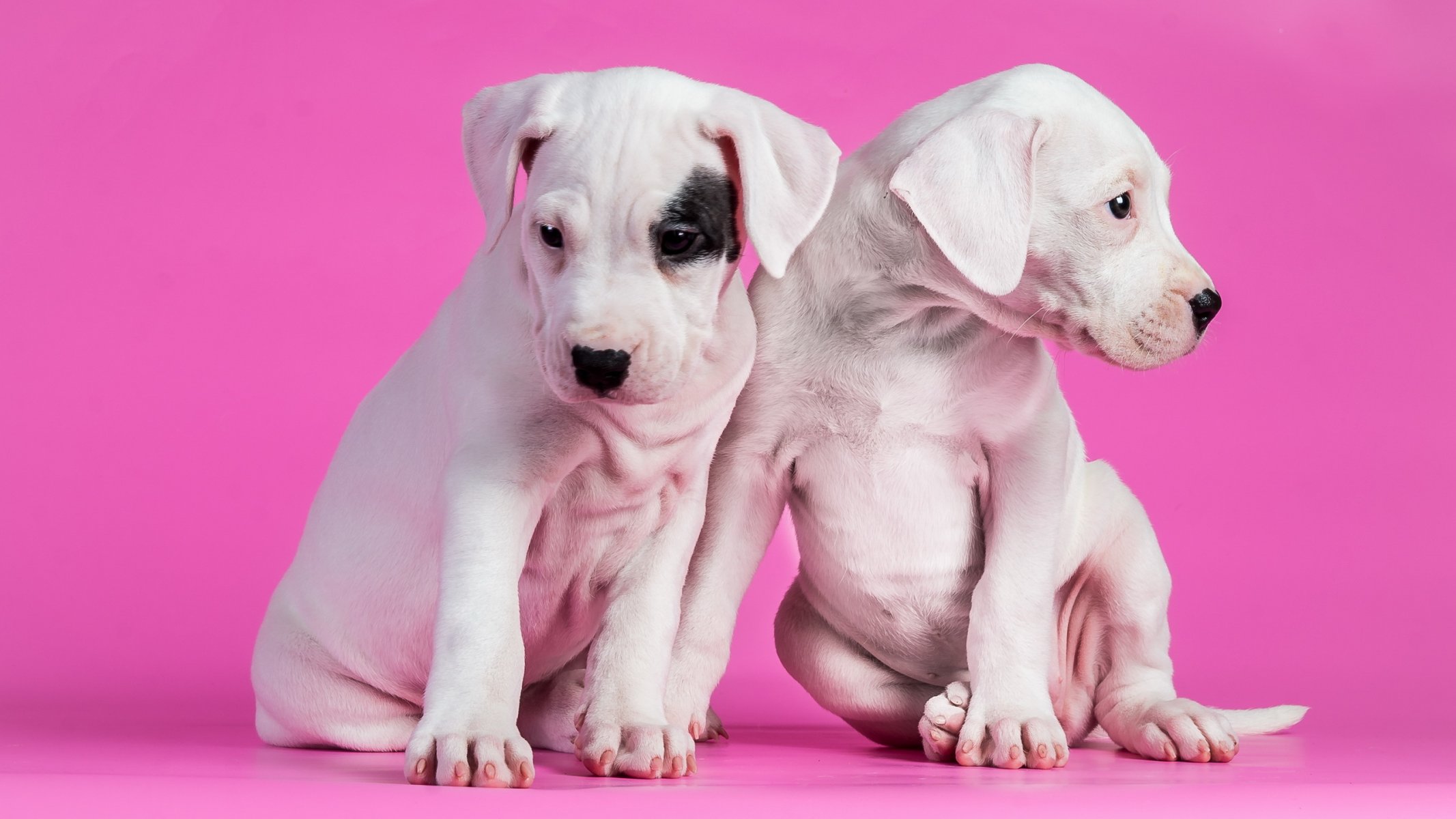 dogs puppies background