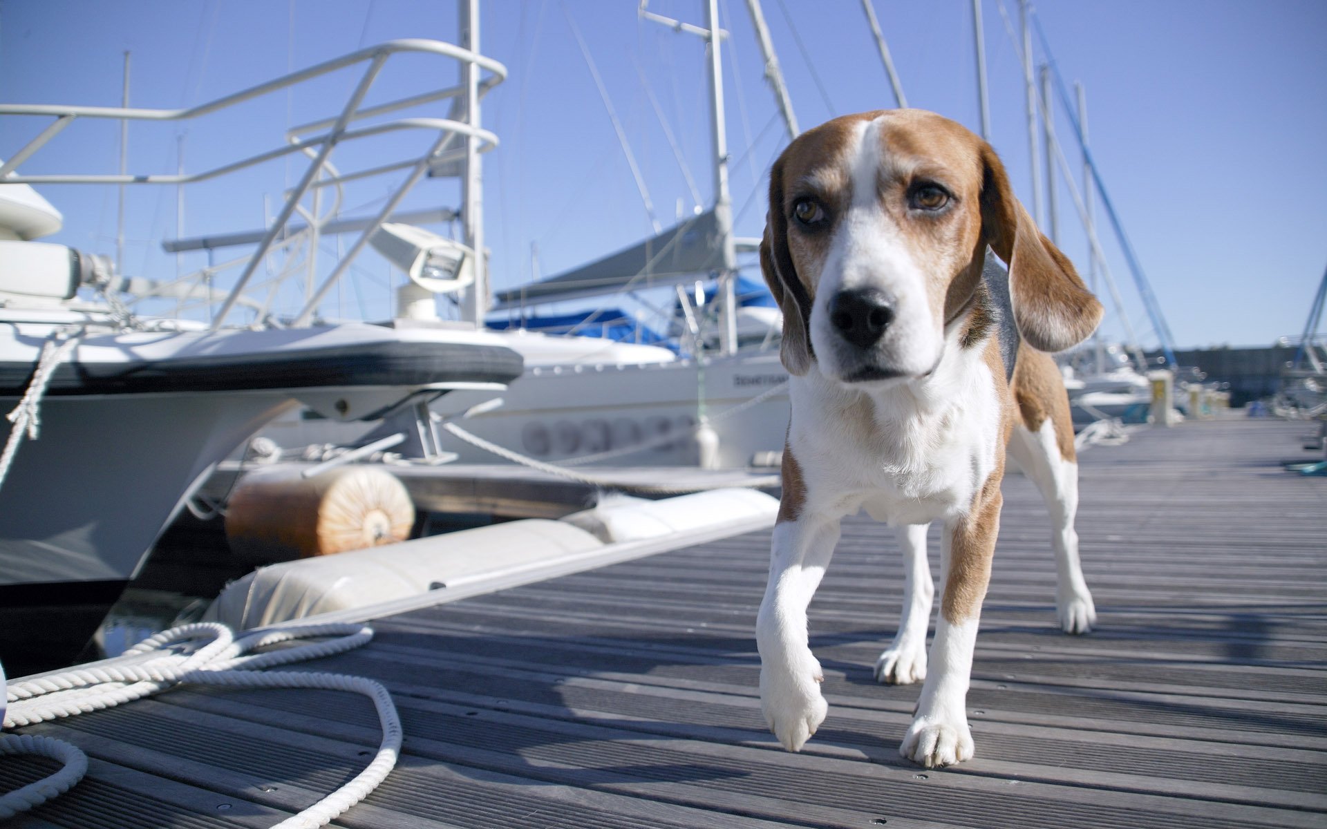 muelle perro muelle barco barco yate