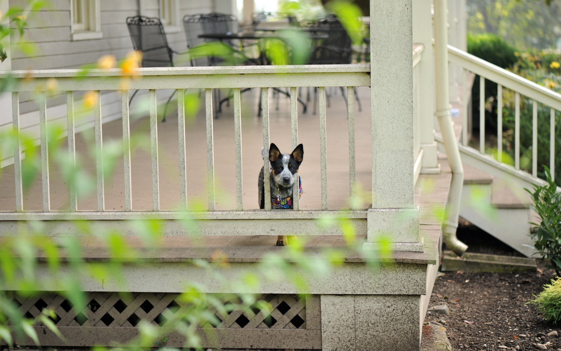 perro amigo casa