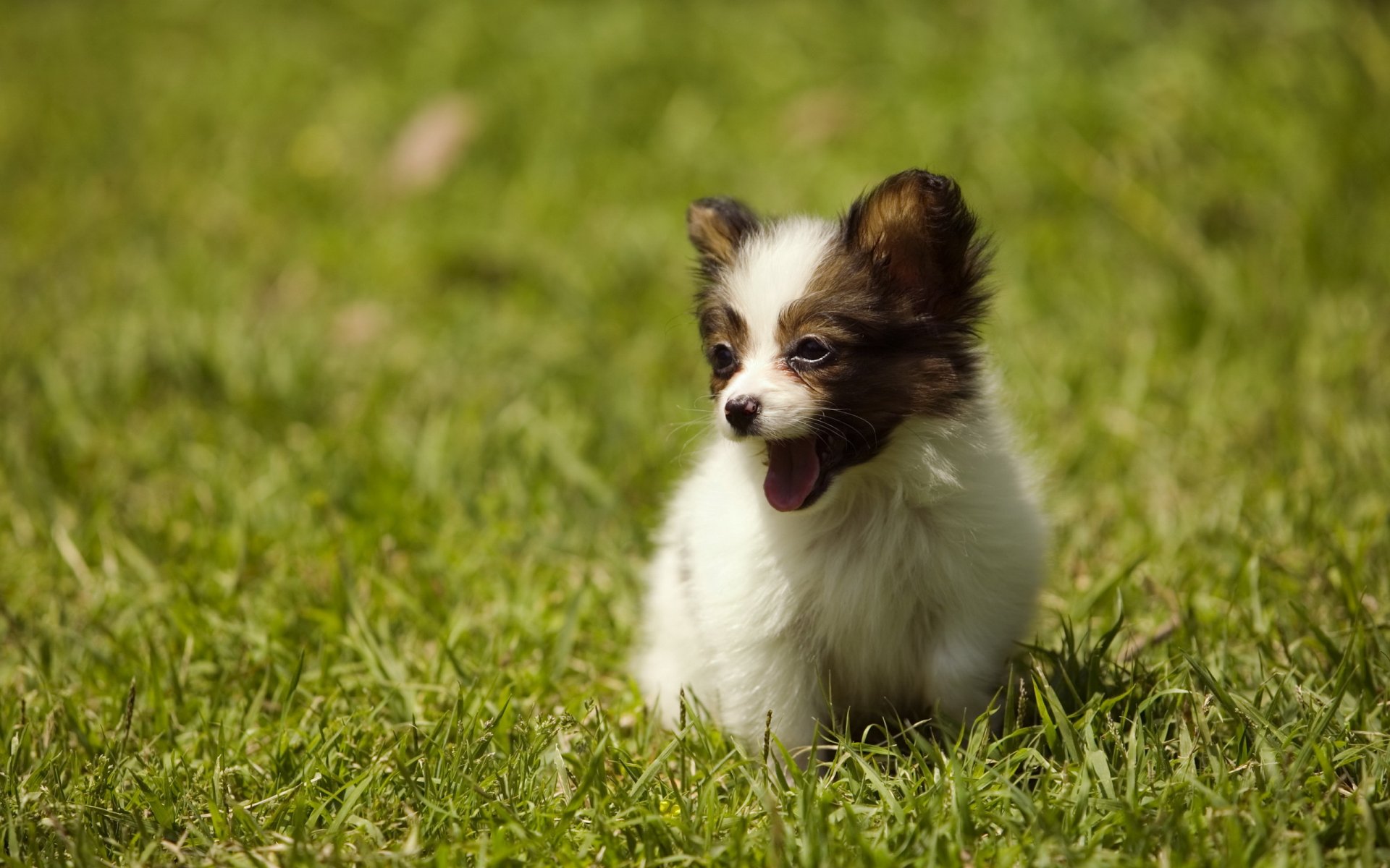 cane cucciolo estate erba