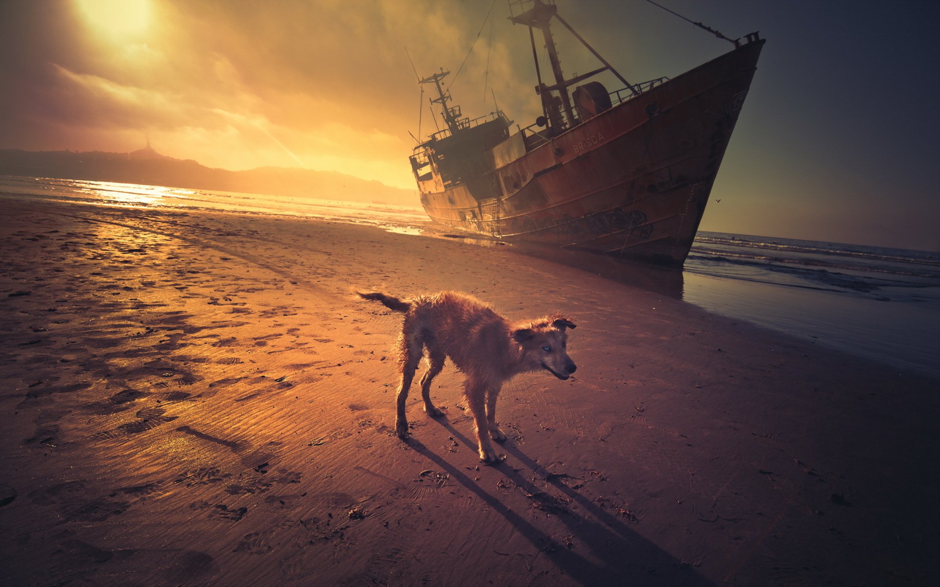 hund meer schiff sonnenuntergang