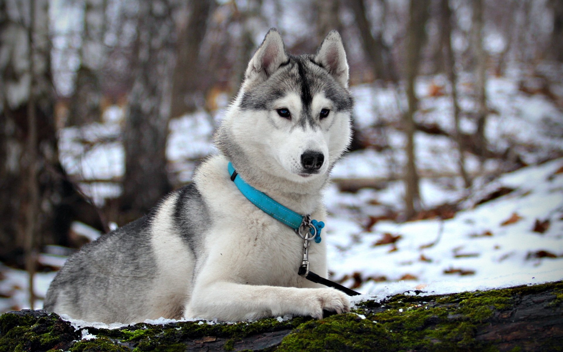 cane husky inverno neve