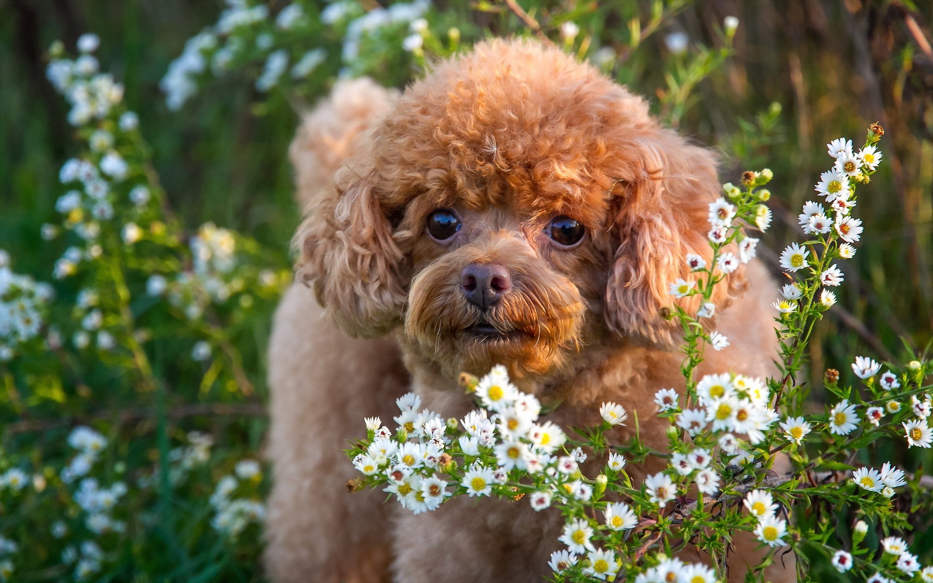 chien vue ami fleurs