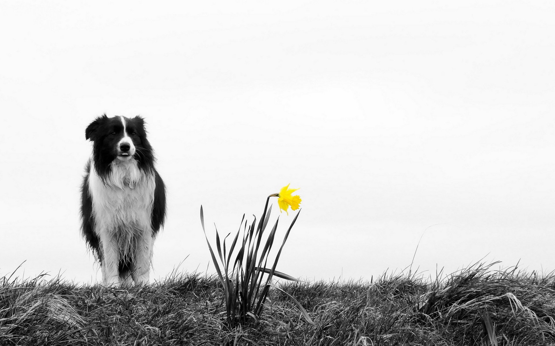 hund blume natur