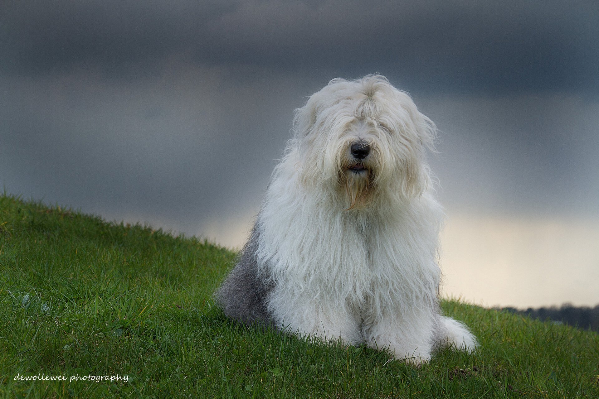 bobtail old english sheepdog dog sophie dewollewei photography