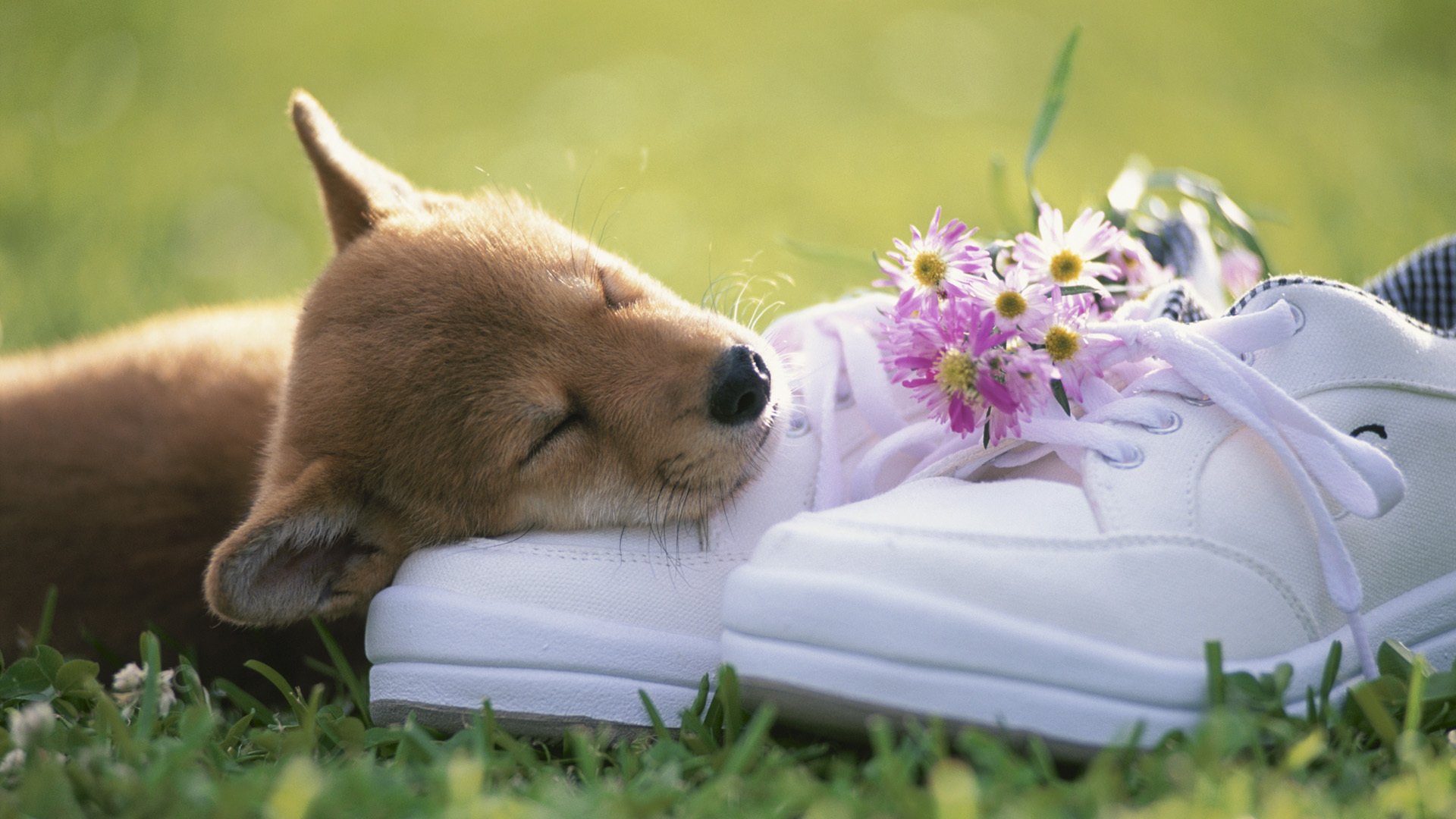 cucciolo muso scarpe fiori bouquet erba