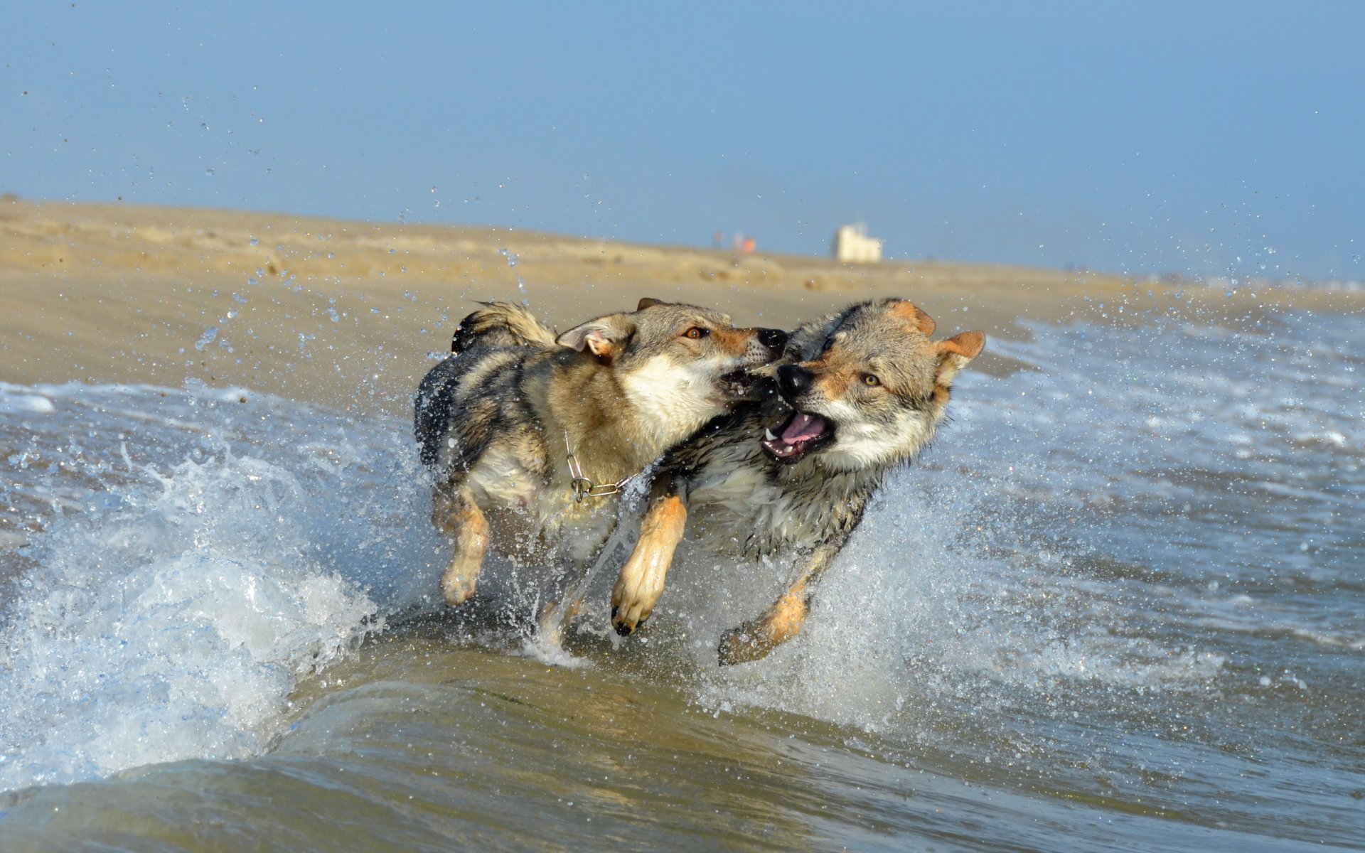 chiens vague éclaboussures