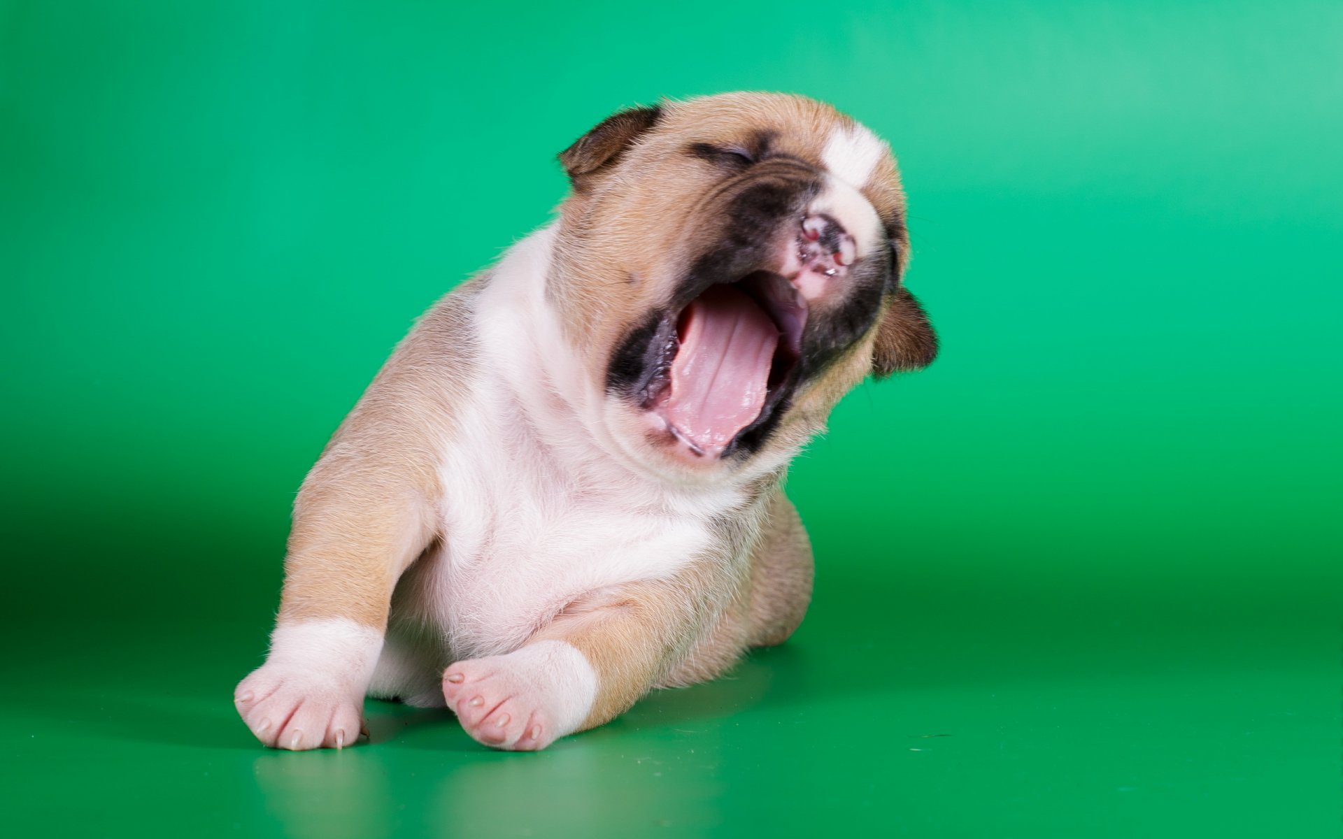 amstaff cachorro perro