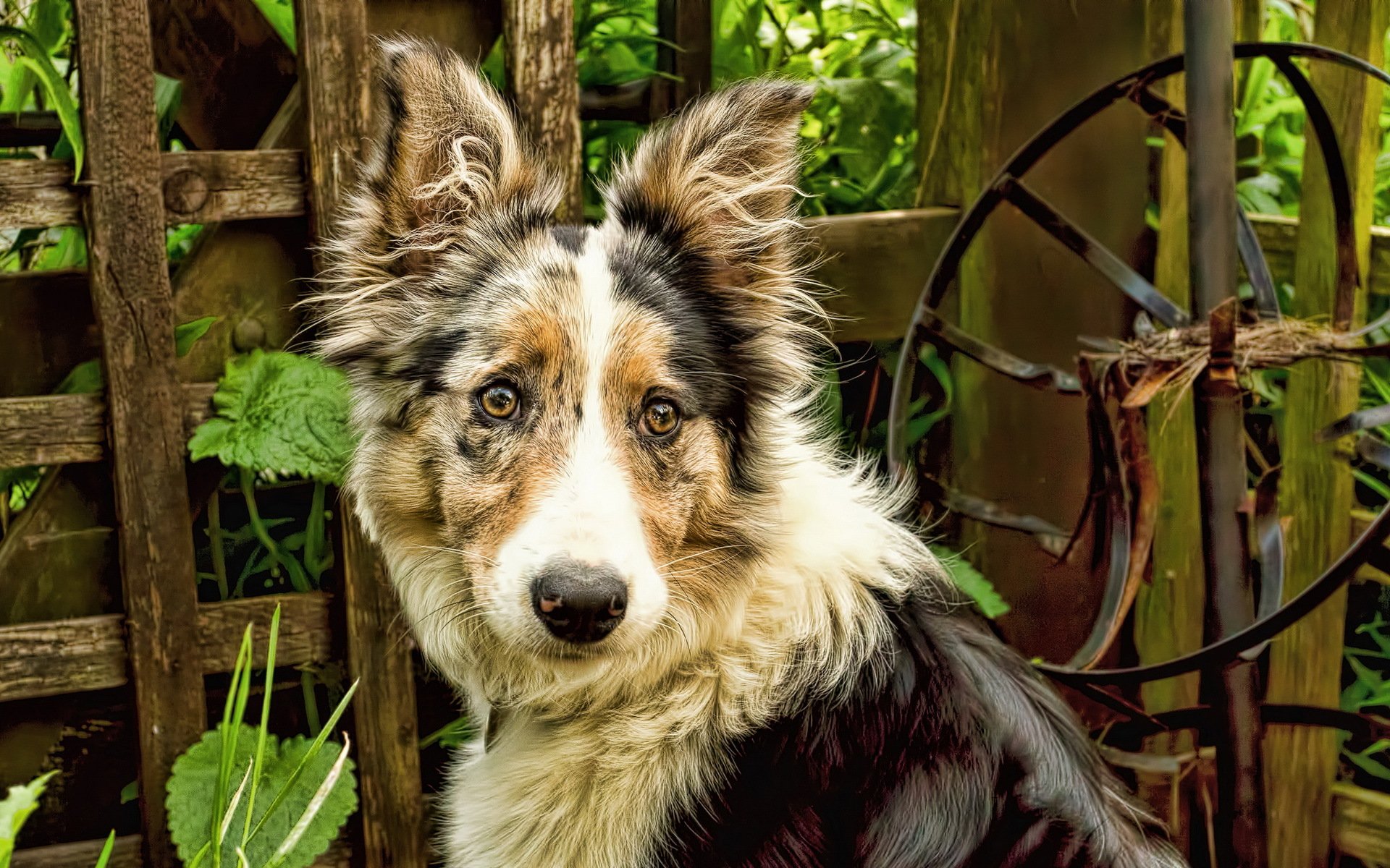 perro mirada amigo