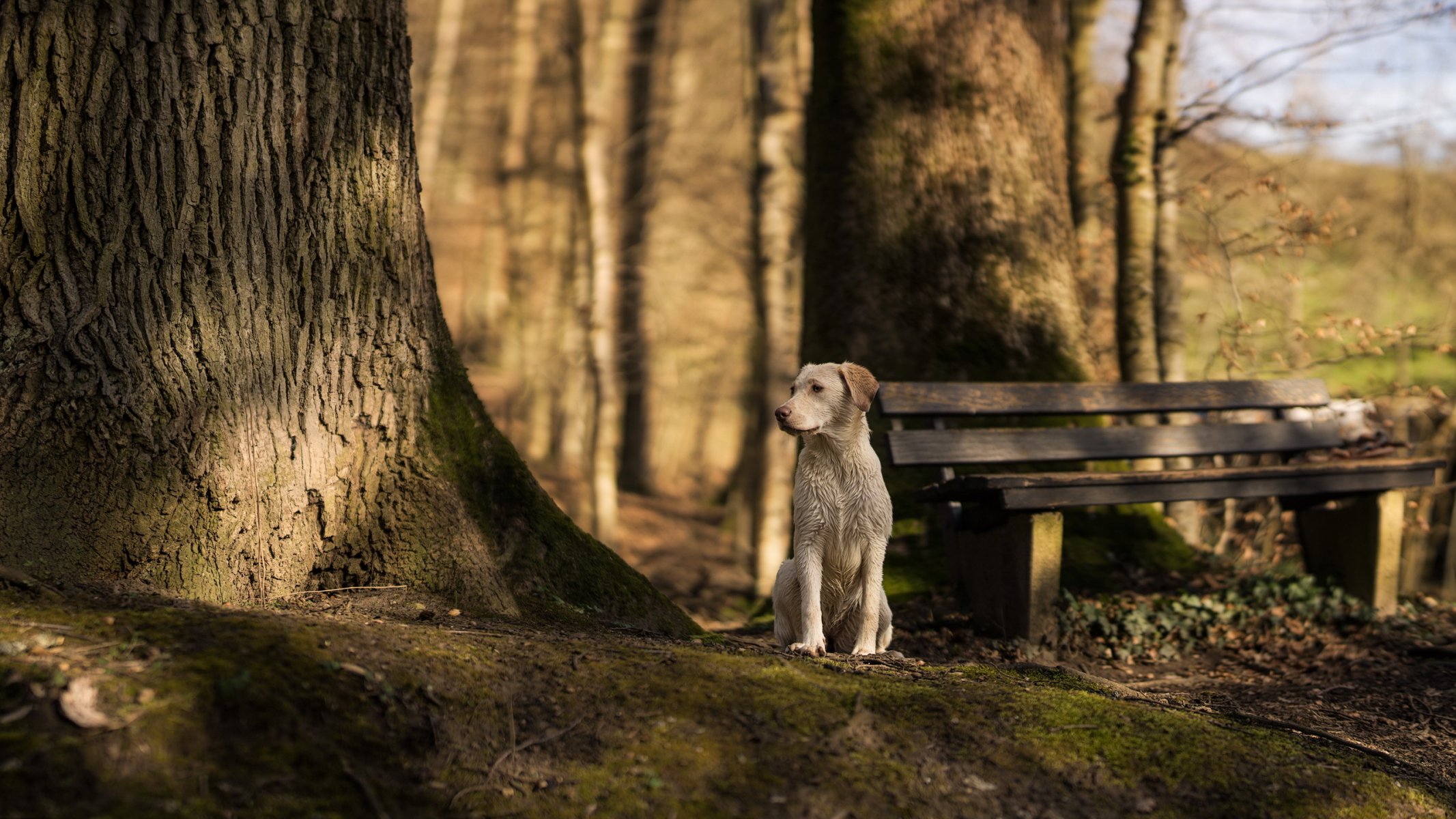 dog view other bench tree