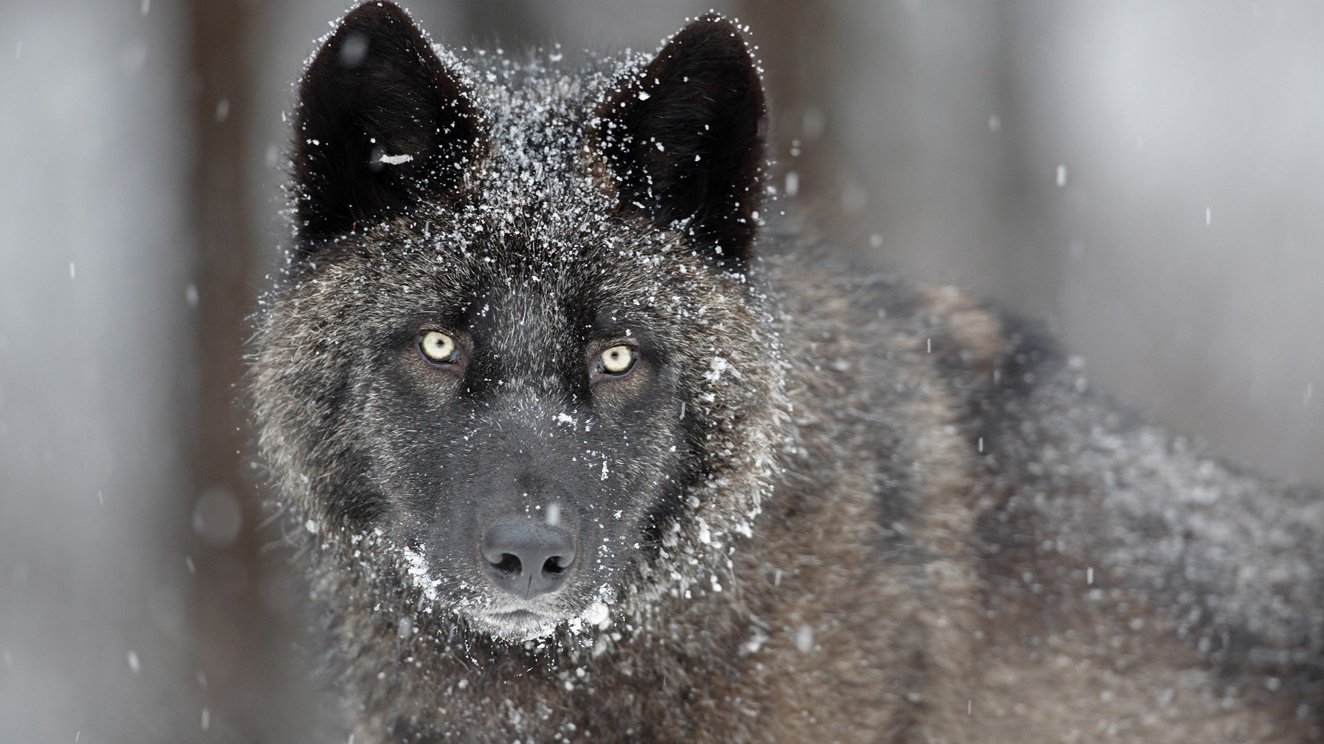 wolf grey predator face eyes view snow