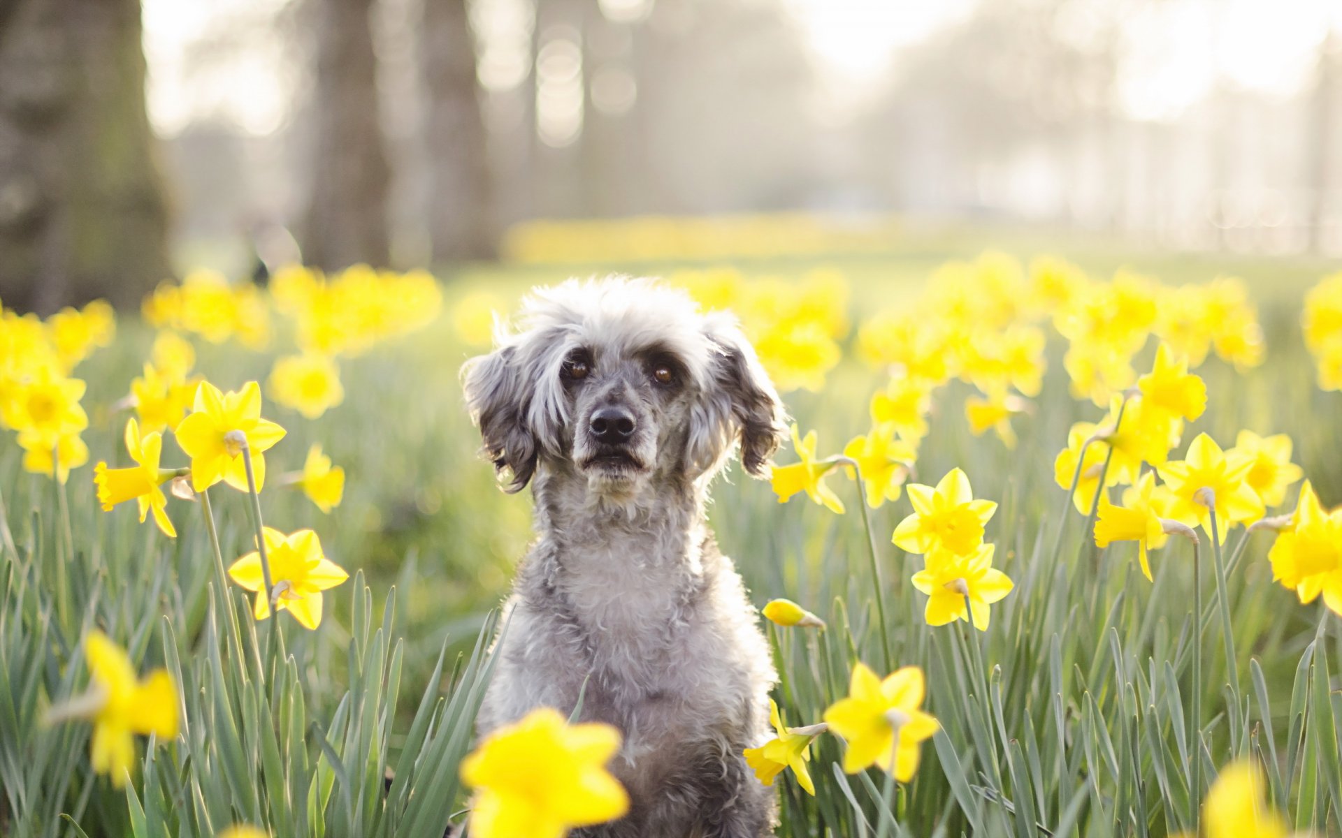 cane sguardo amico fiori