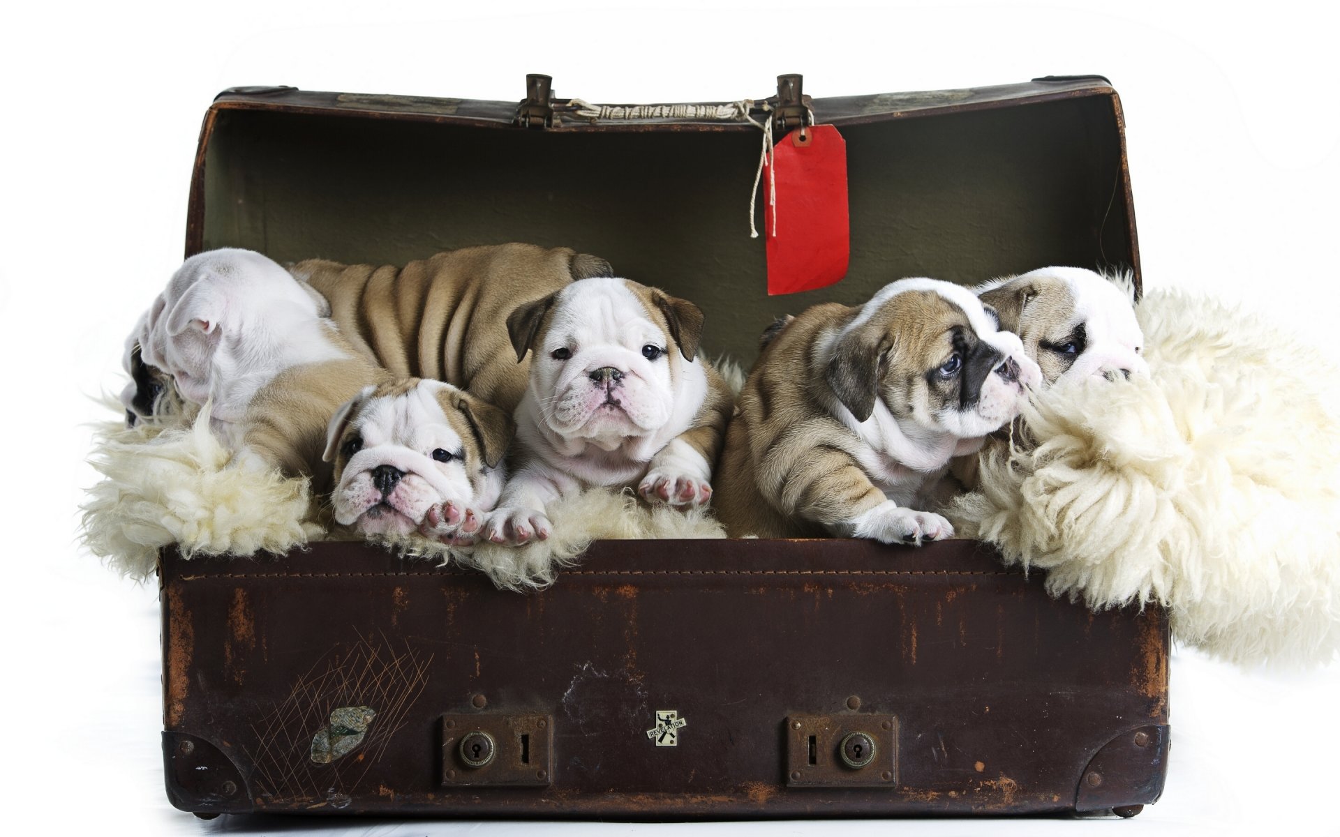 chiens chiots bouledogue anglais tout-petits valise