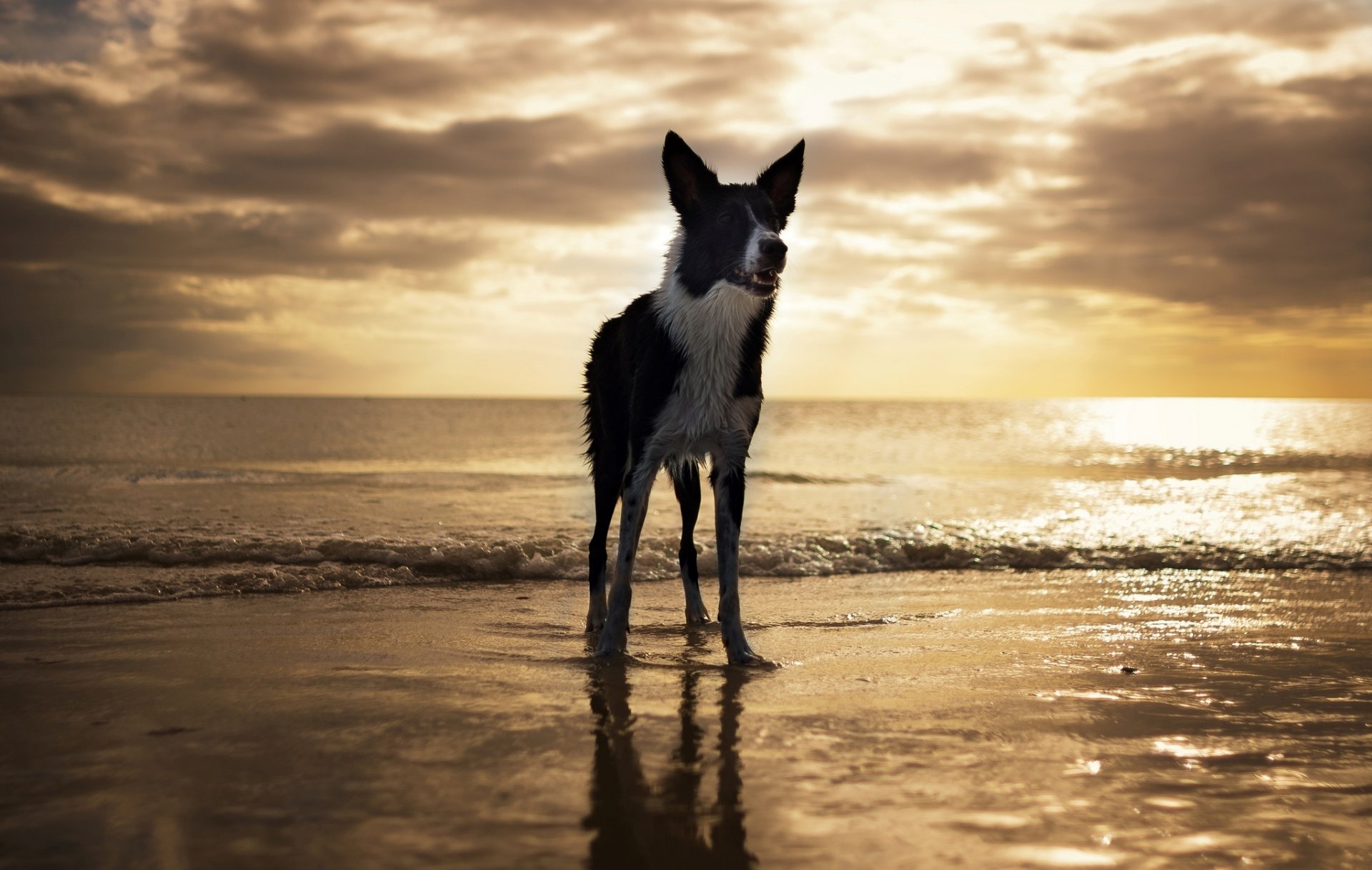 stati uniti florida fort myers beach cane spiaggia