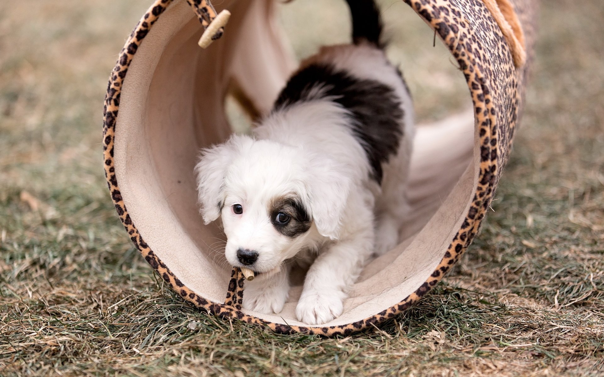 cane cucciolo sfondo