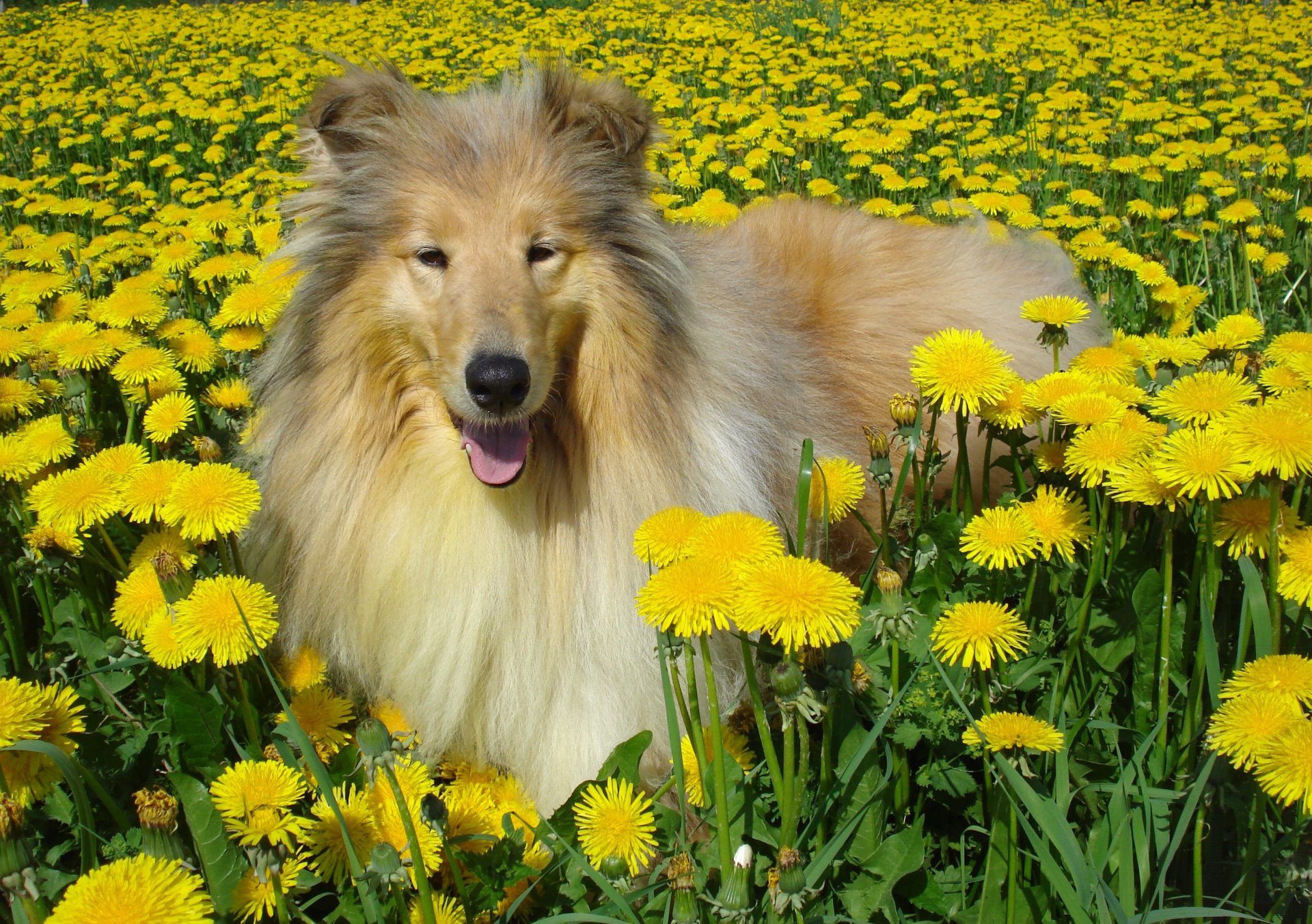 dog collie dandelion