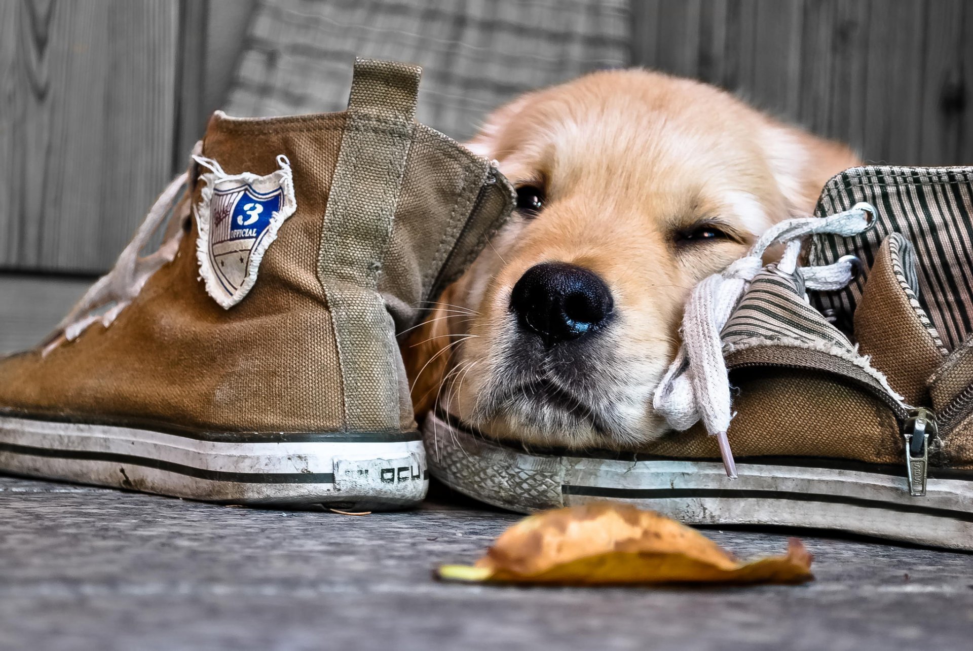 hund turnschuhe schnauze nase