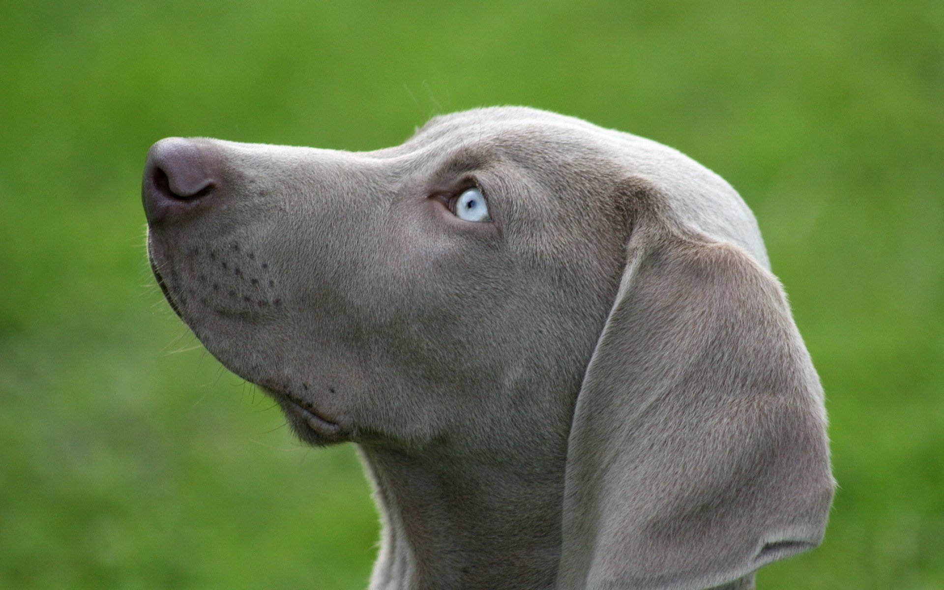 perro amigo mirada