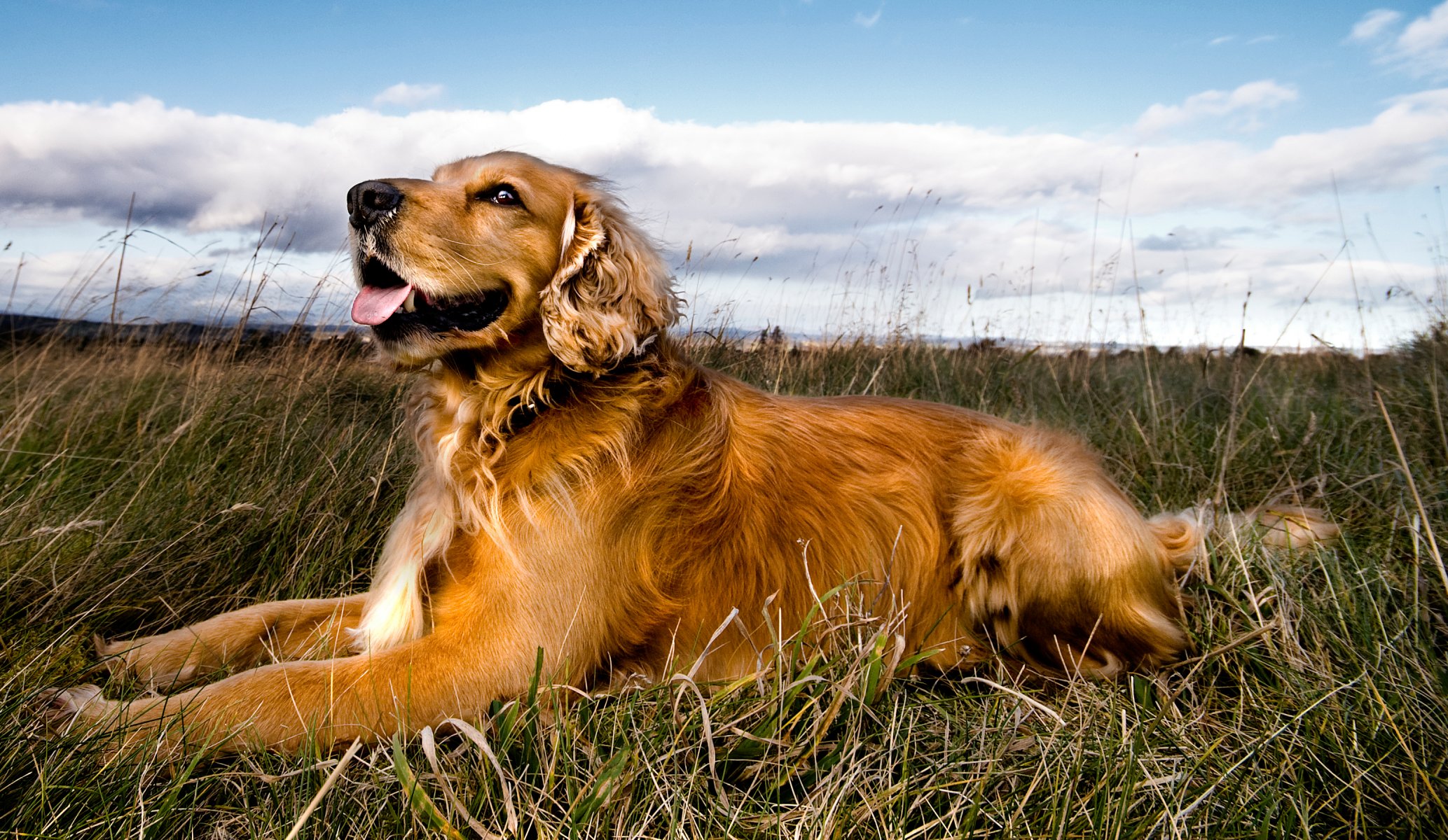 perro campo lengua