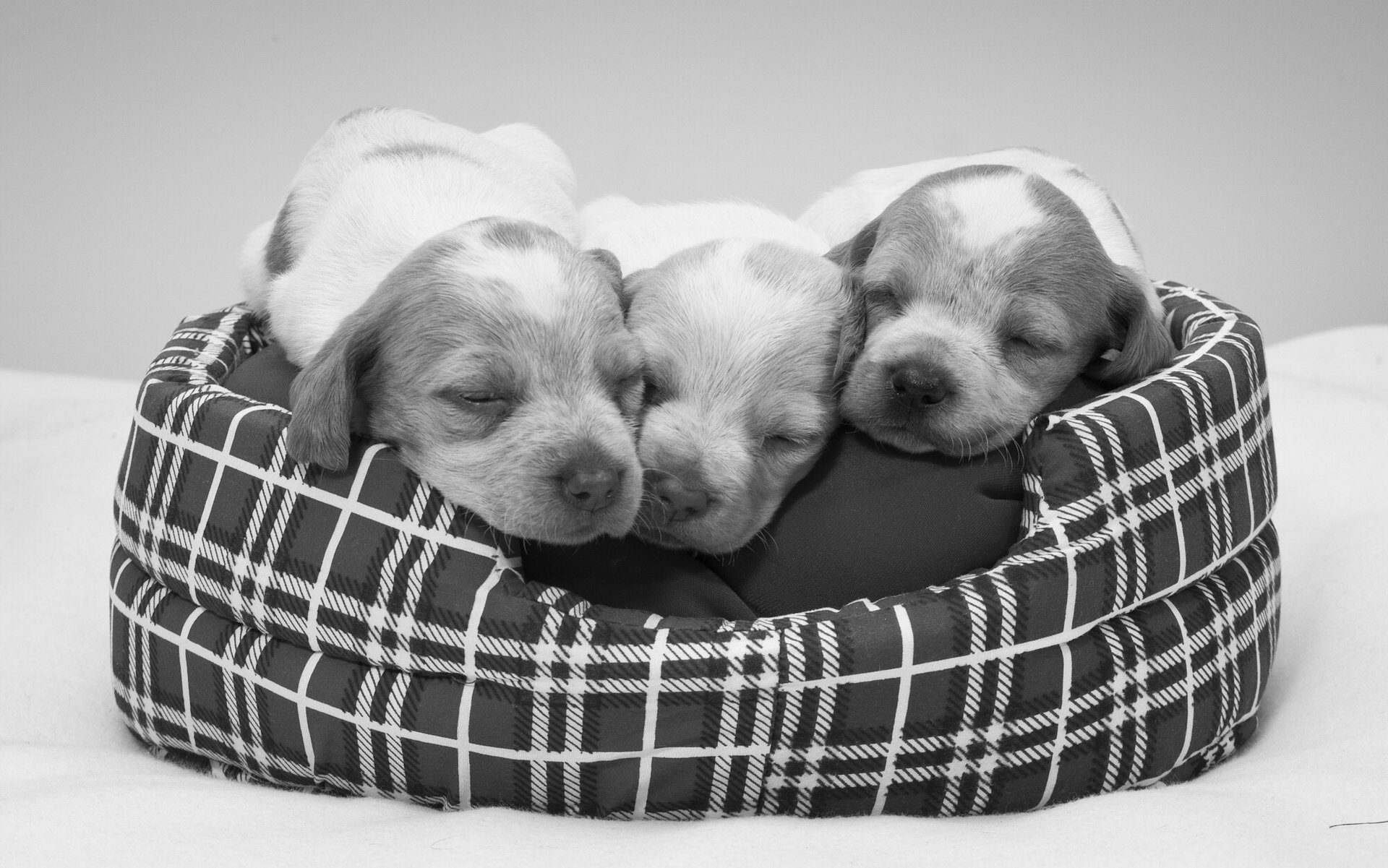 puppies sleeping