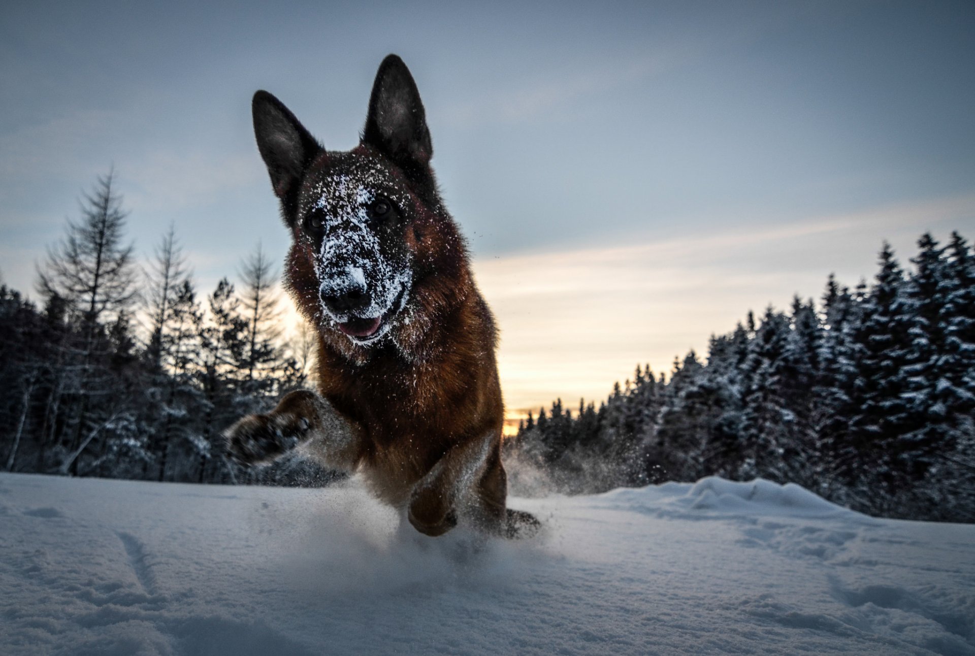 german shepherd dog forest winter snow