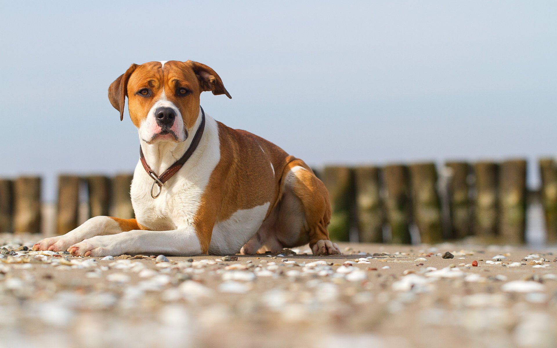 chien regard ami