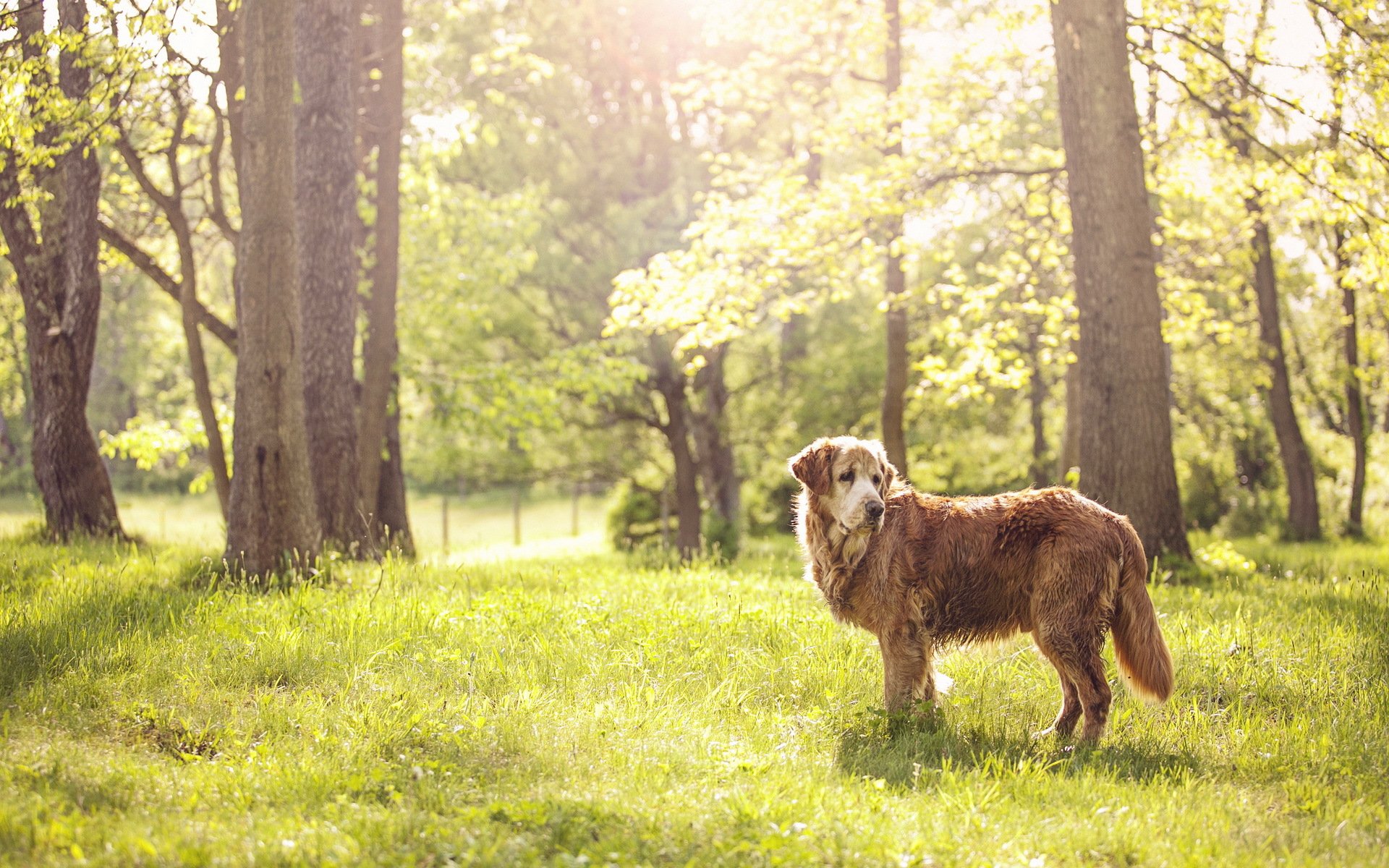 perro amigo verano naturaleza