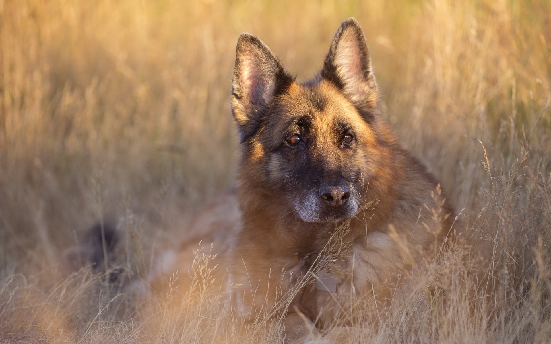 hund blick freund sommer