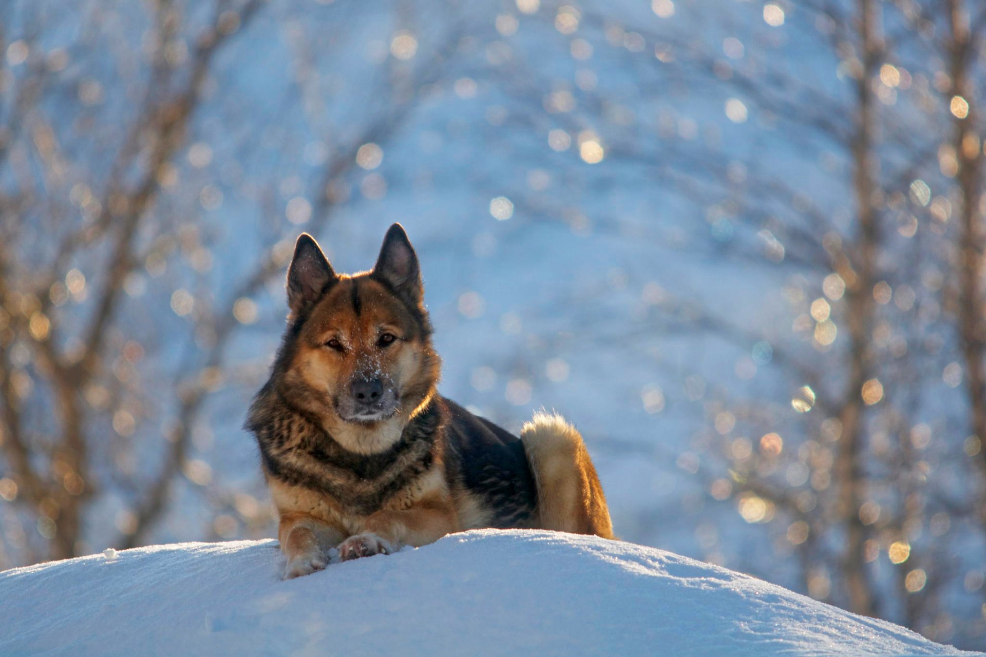 german shepherd winter nature snow