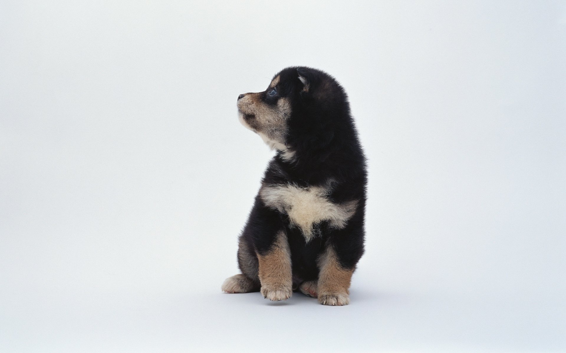 animals dog puppy black and white spots white background