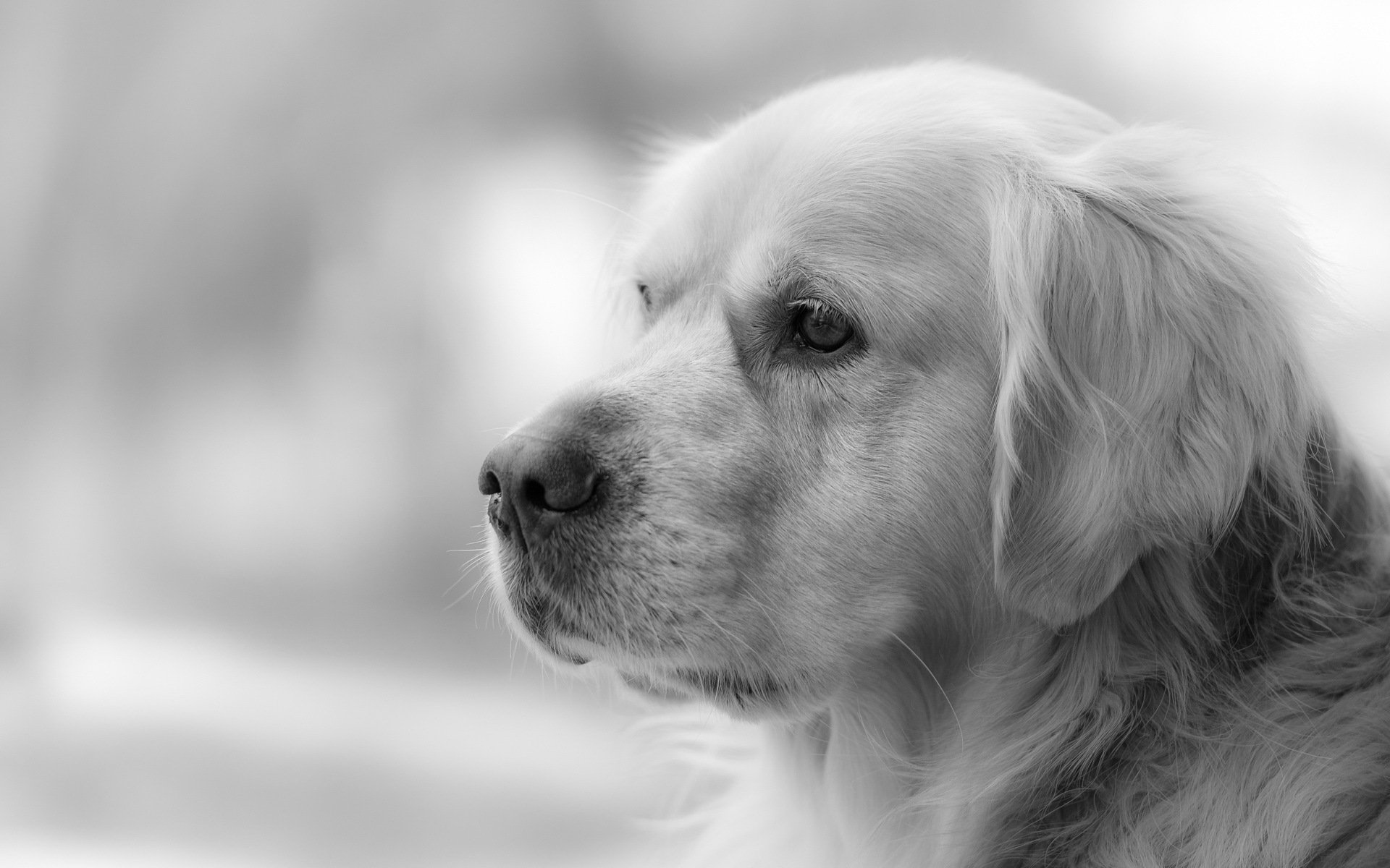 dog view other golden retriever