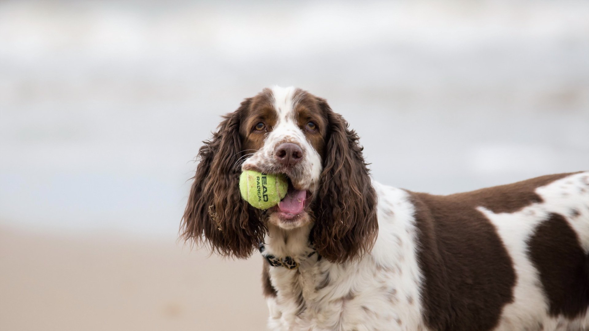 dog view other ball