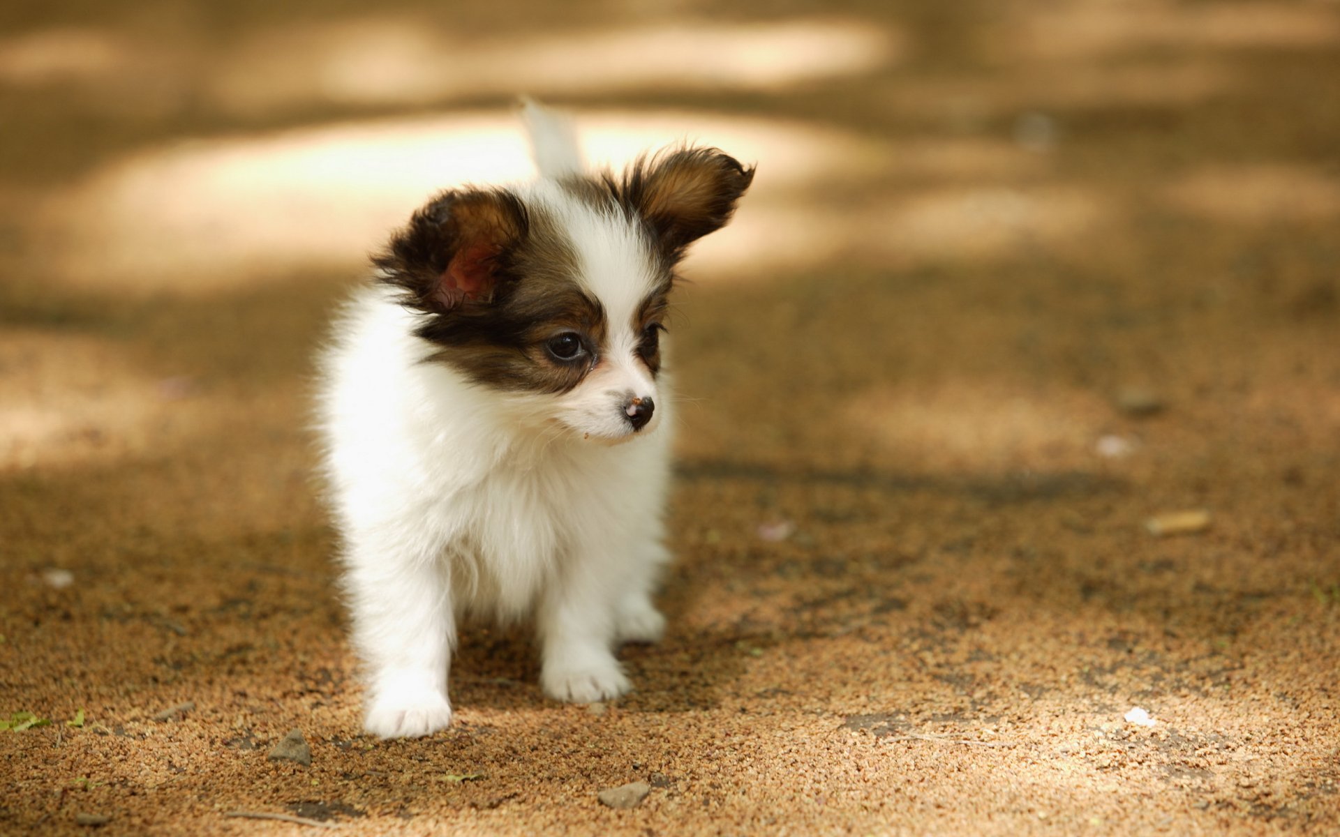 hund spaziergang sommer