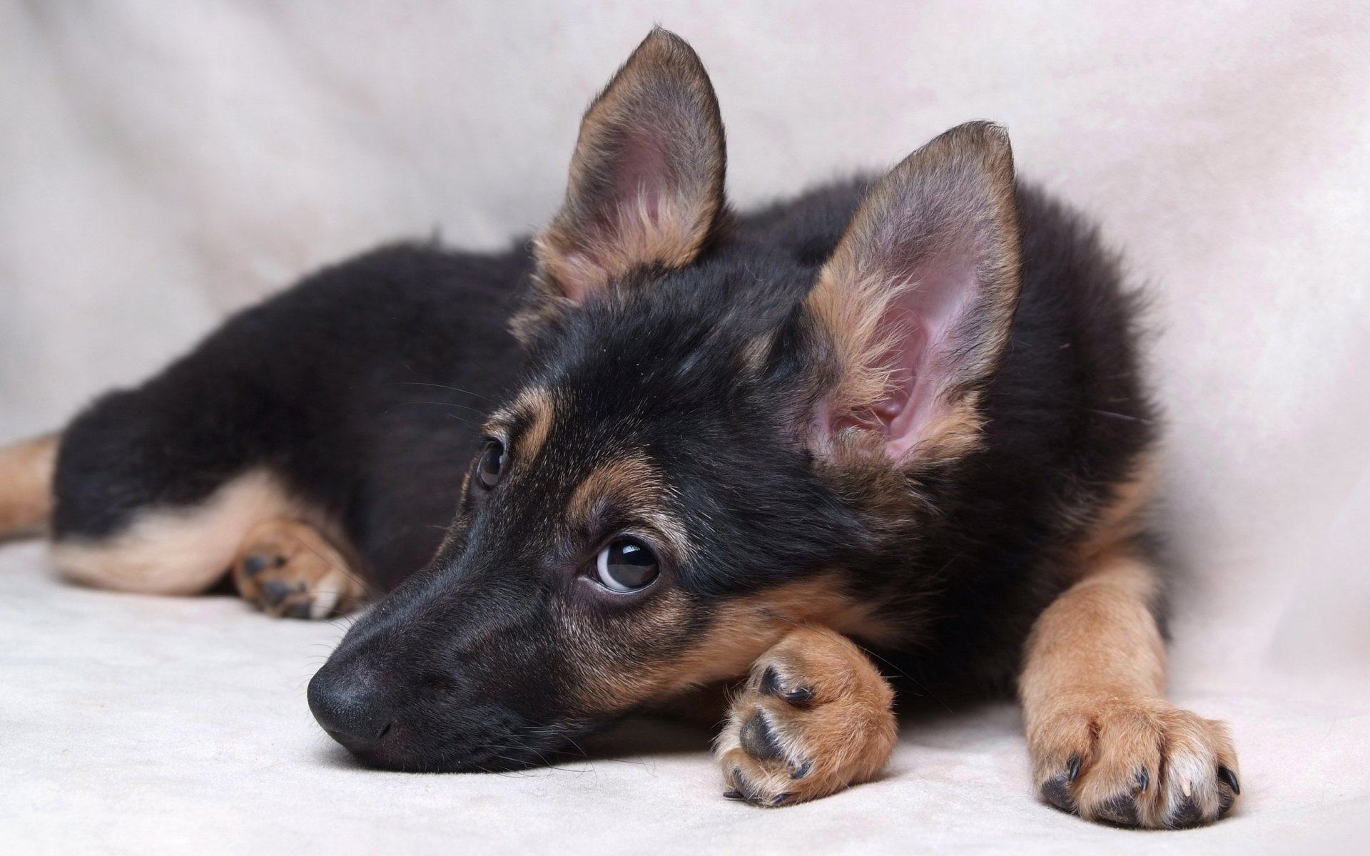 chien vue ami chiot