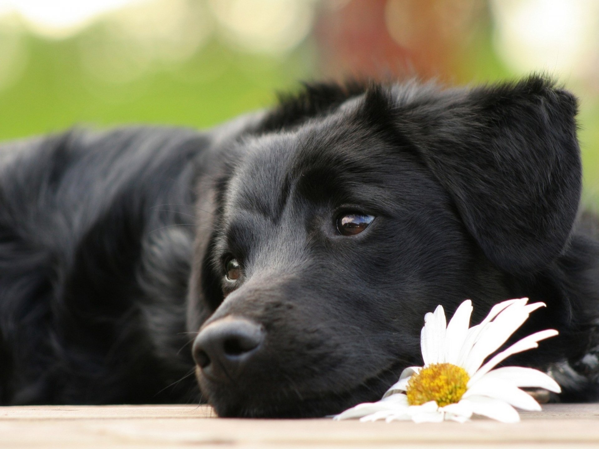 dog flower eye