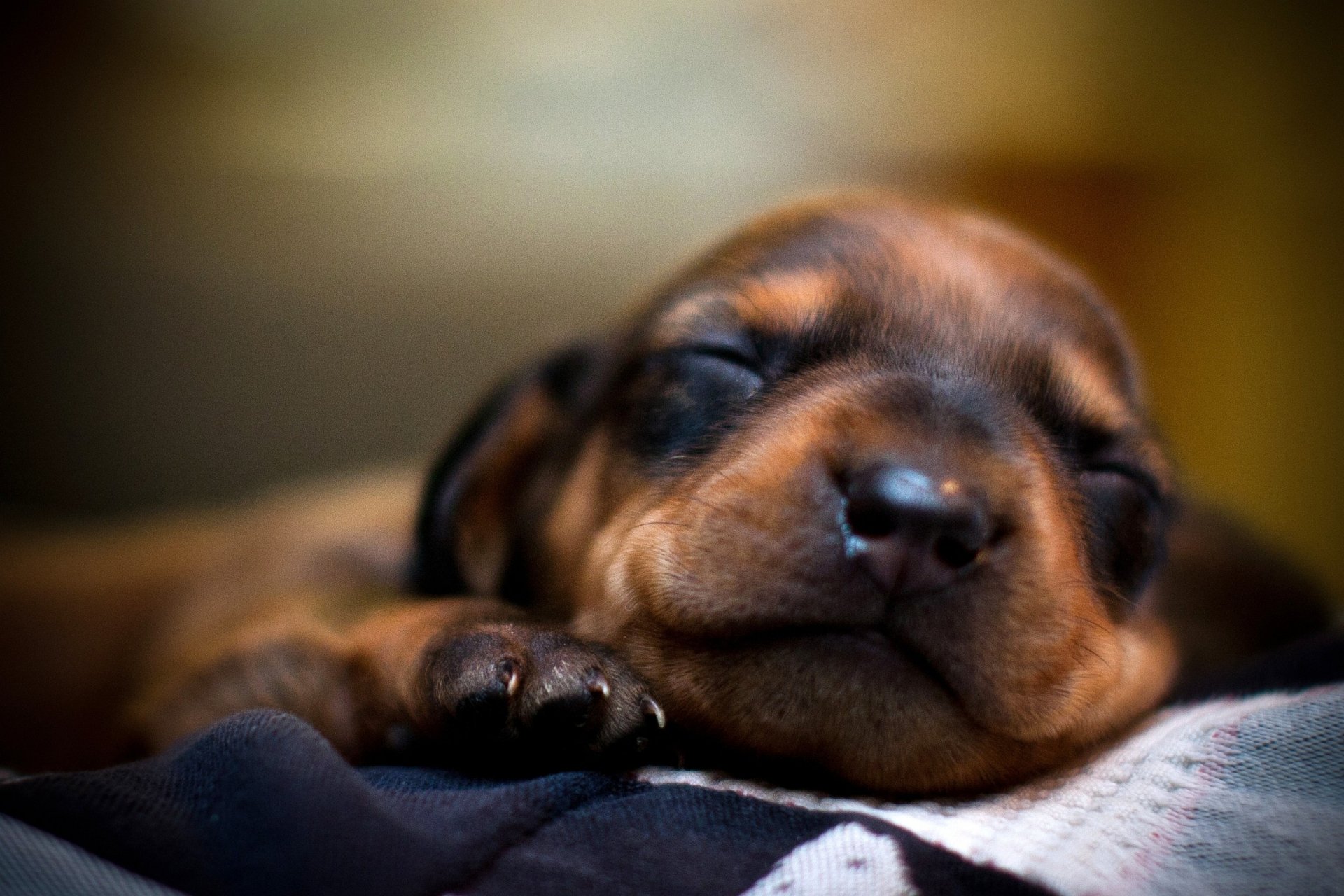 cane cane cucciolo muso sonno sonno