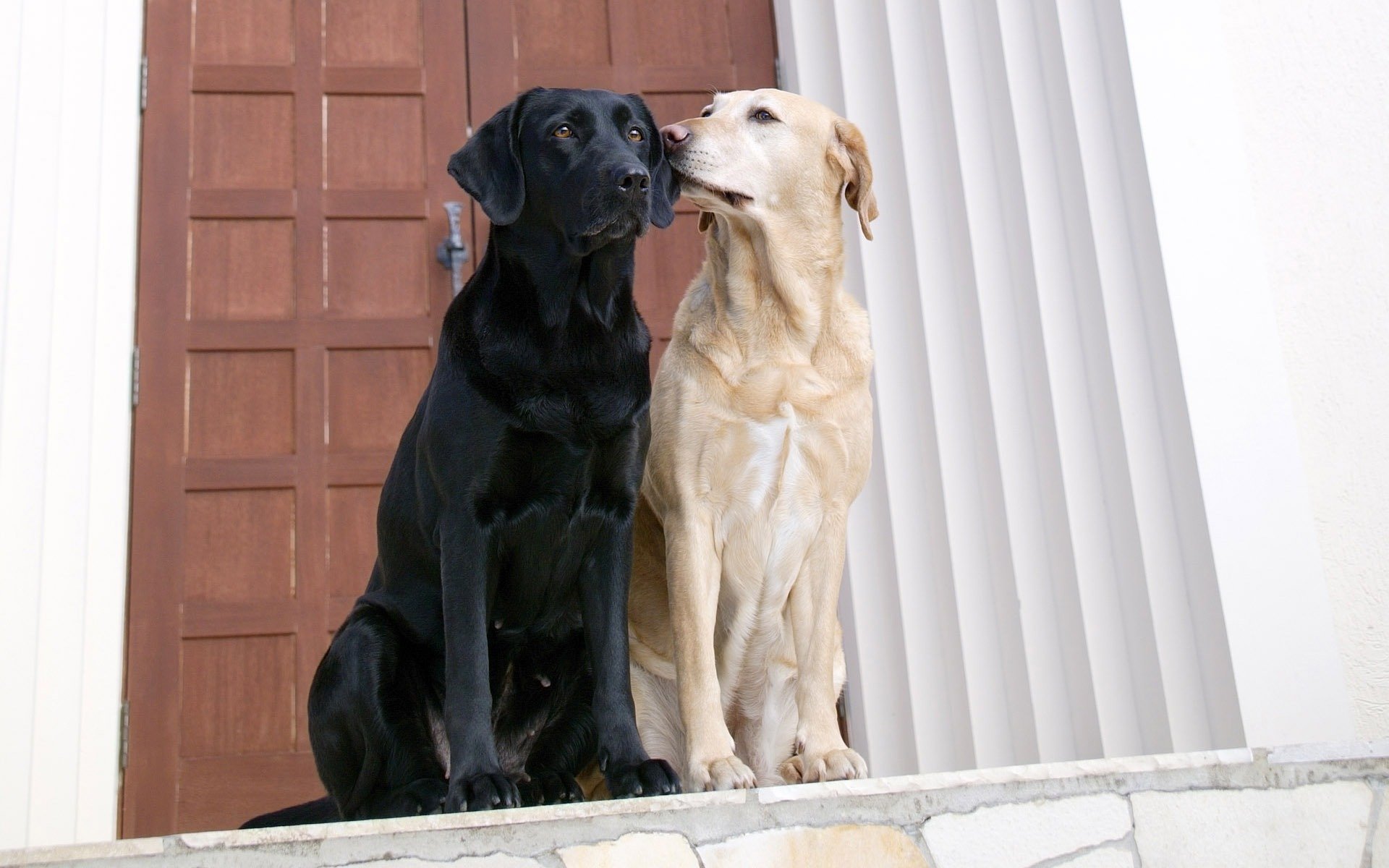 perros amor puerta