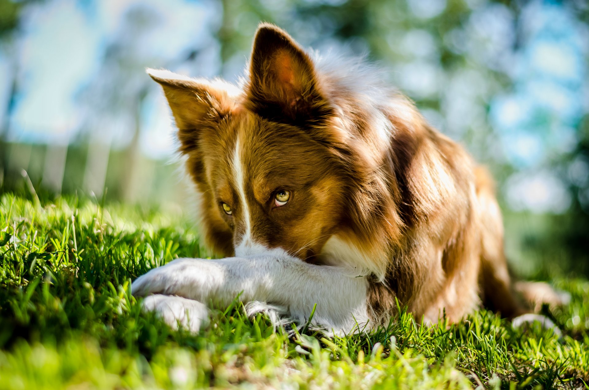 collie border collie pies leży spojrzenie trawa