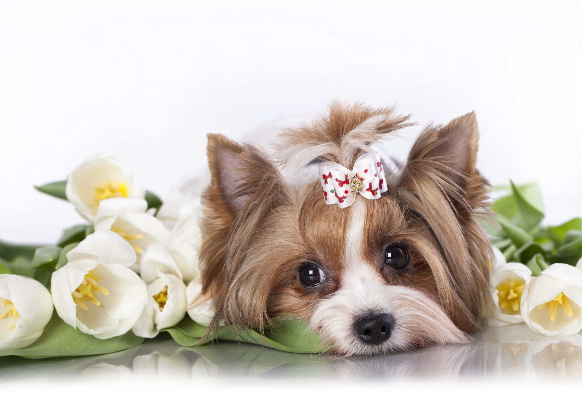 yorkshire terrier chien tulipes fleurs museau arc