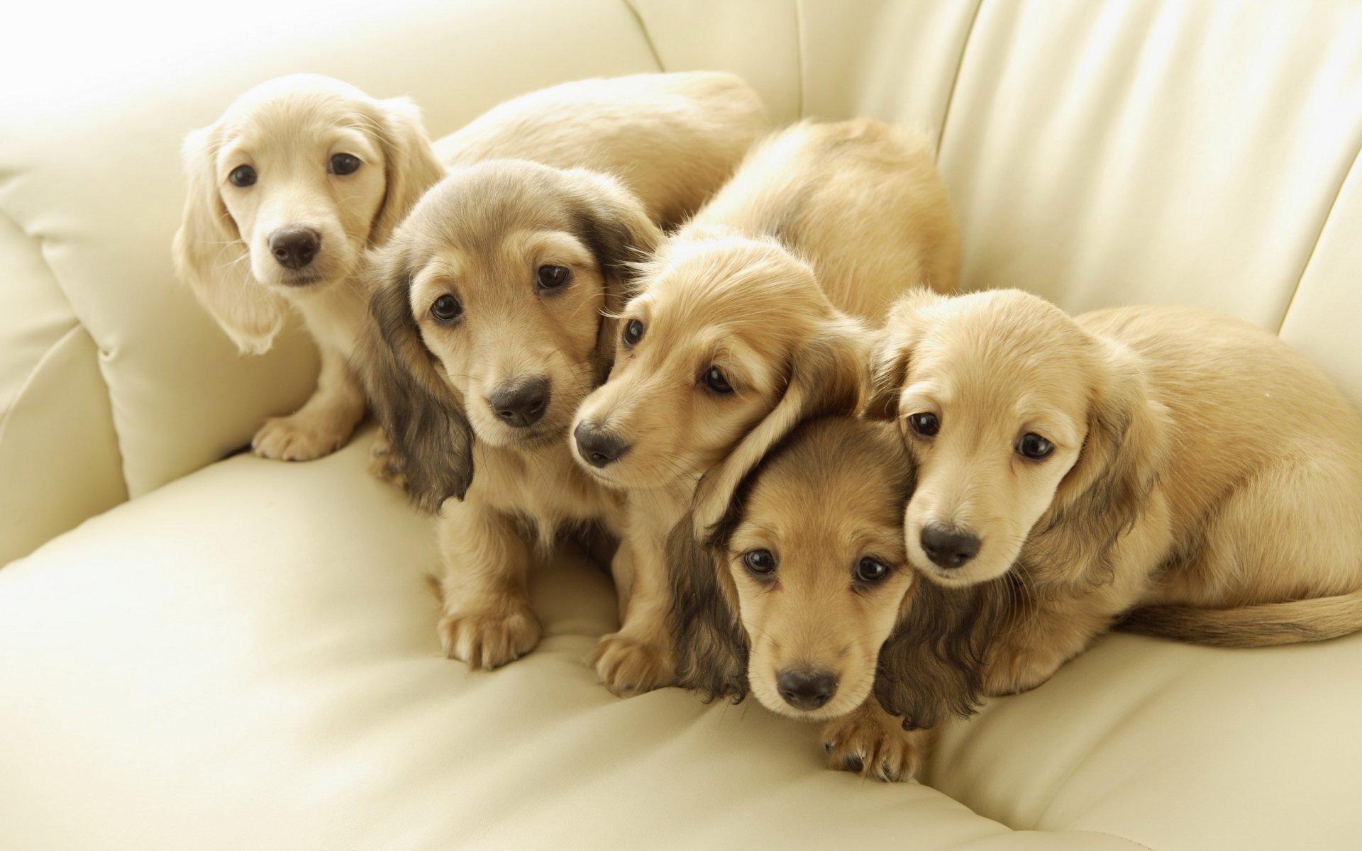 perros cachorros amigos