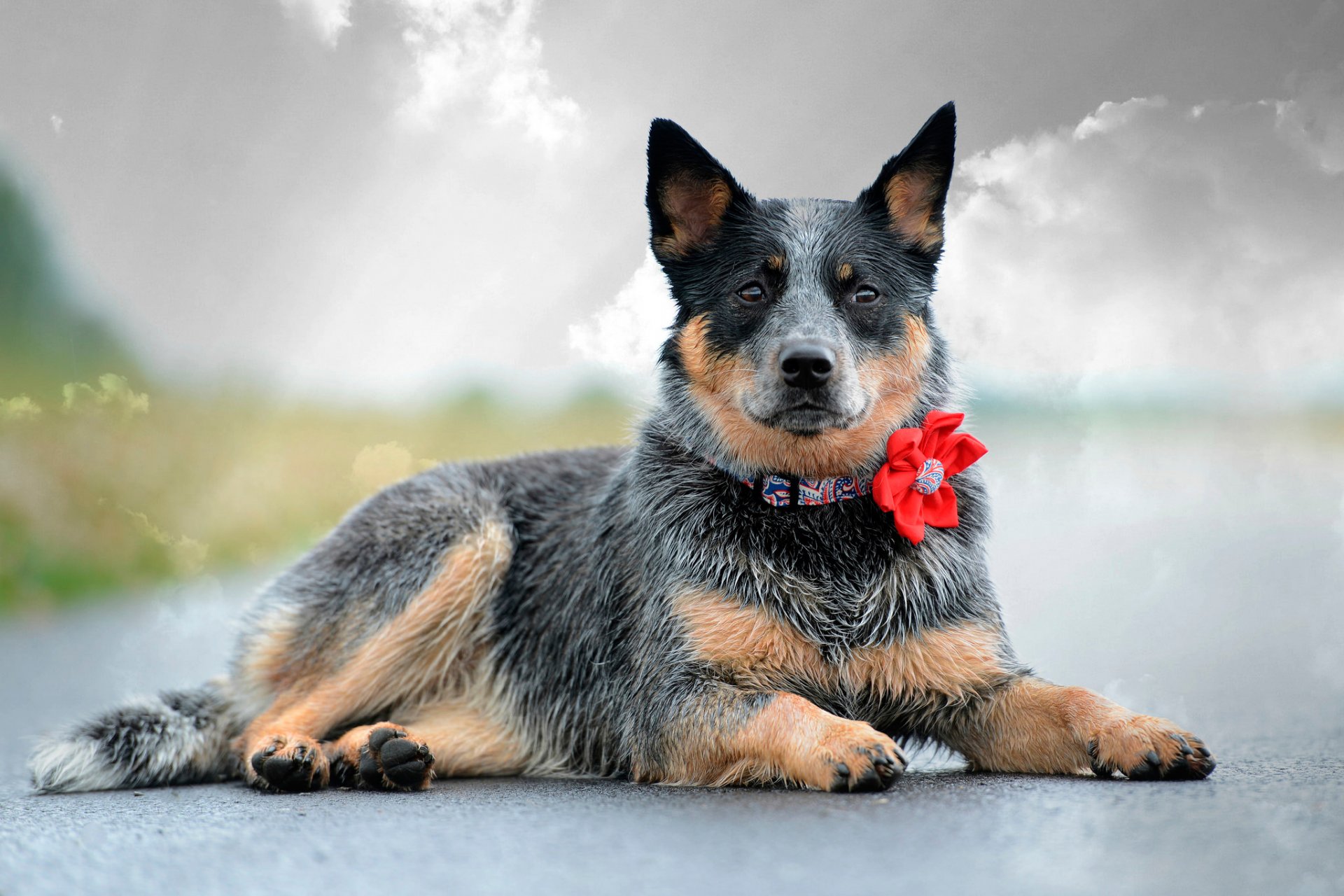 view necklace flower dog