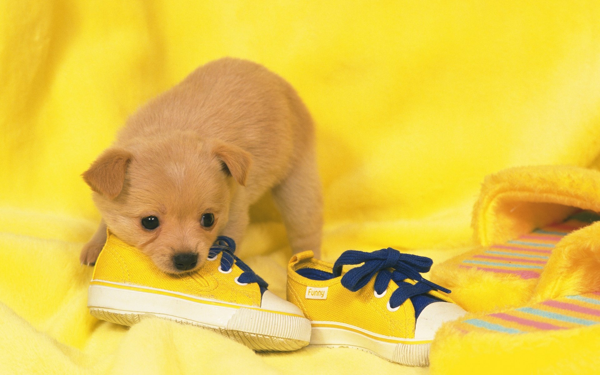 chaussures chien chiot